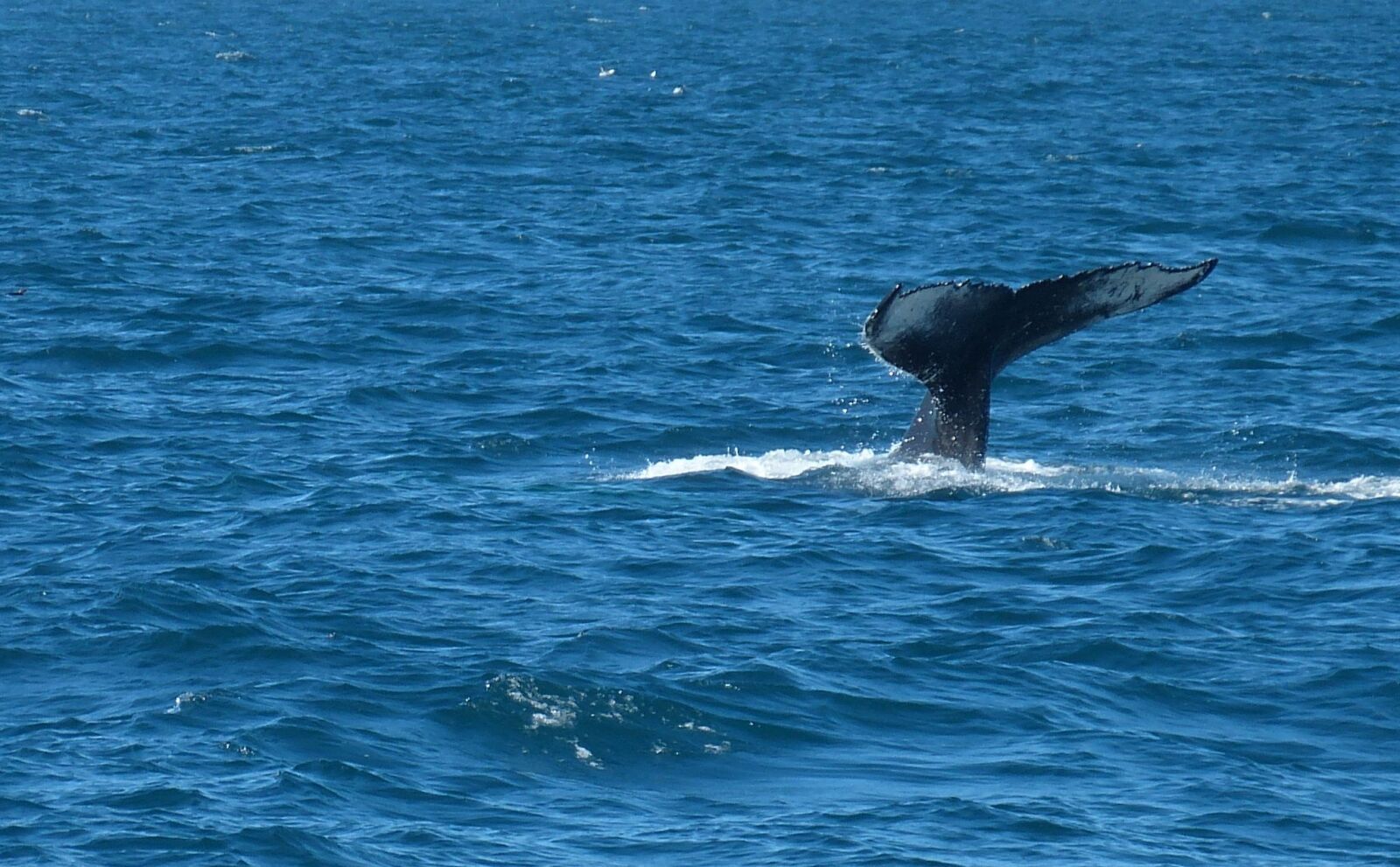 Panasonic Lumix DMC-FZ150 sample photo. Iceland, reykjavik, sea photography
