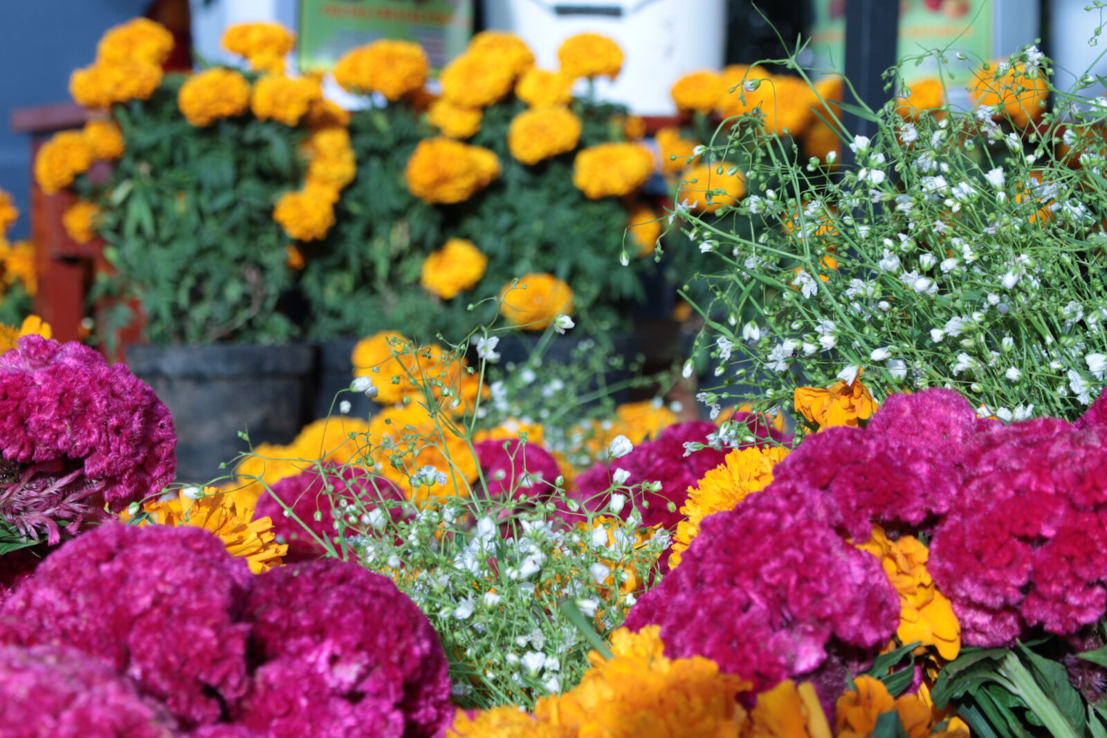 Canon EOS 700D (EOS Rebel T5i / EOS Kiss X7i) sample photo. Bloom, blossom, blur, bouquet photography