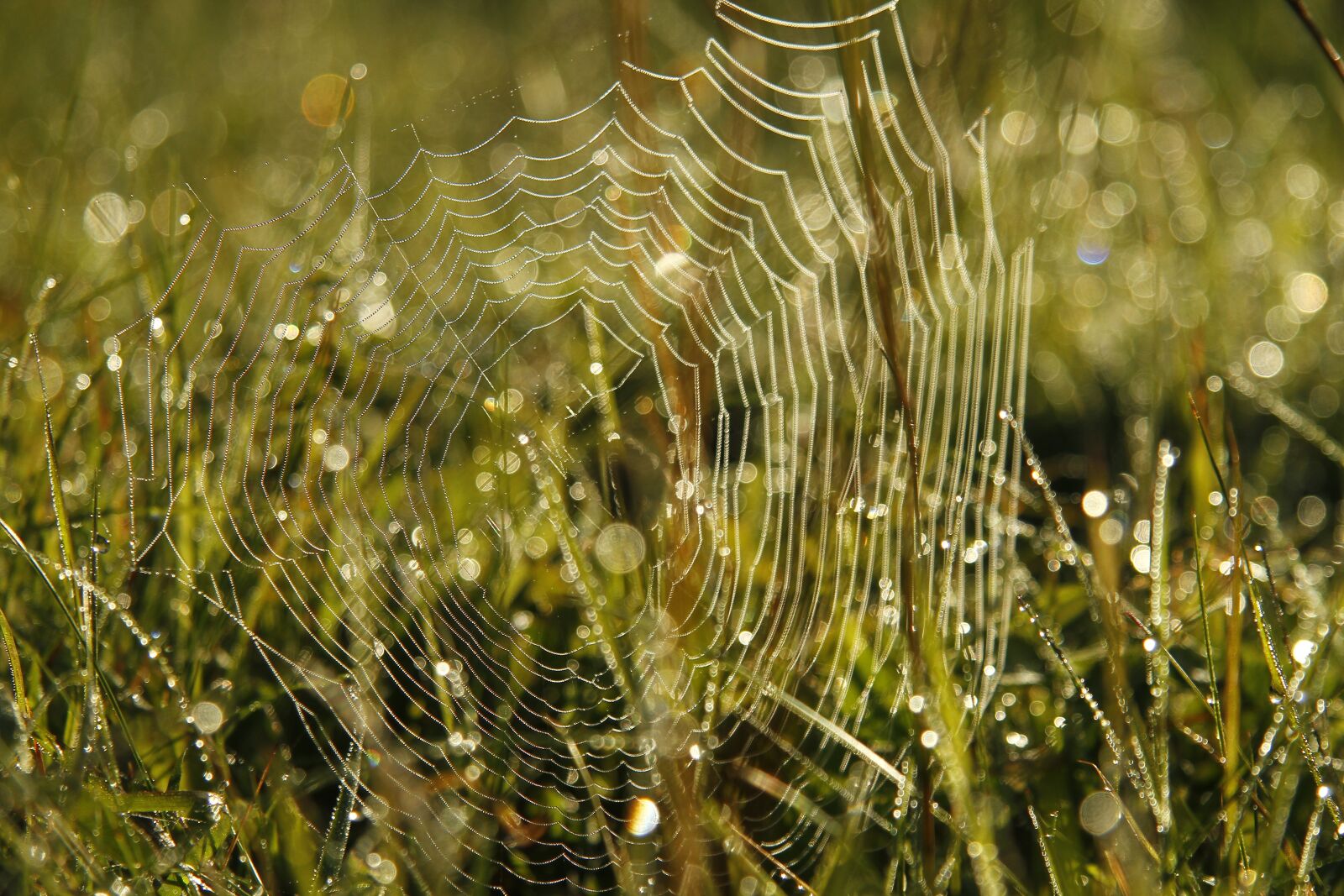 Canon EF-S 17-85mm F4-5.6 IS USM sample photo. Nature, spider web, autumn photography