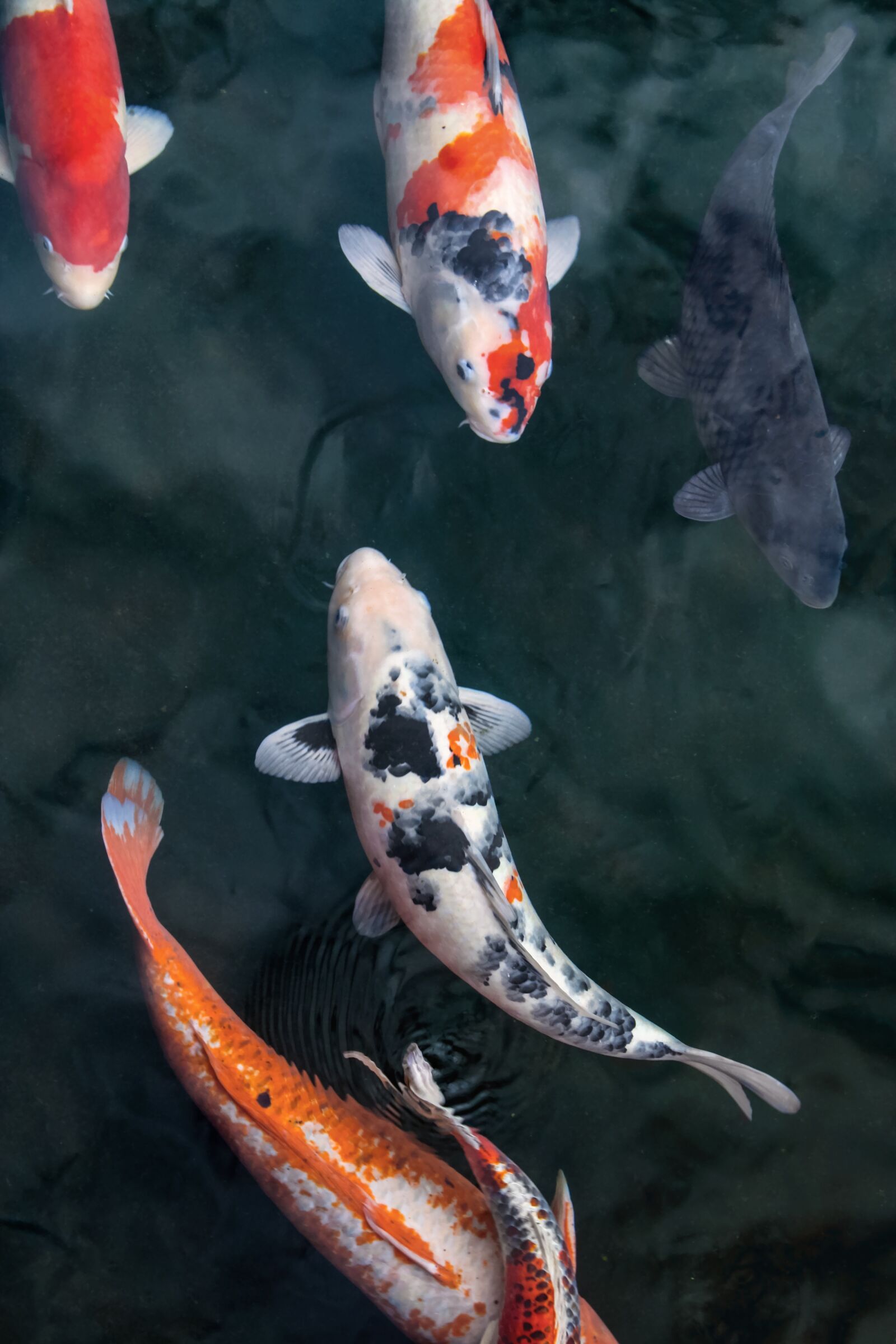 Canon EOS 1000D (EOS Digital Rebel XS / EOS Kiss F) sample photo. Koi, fish, carp photography