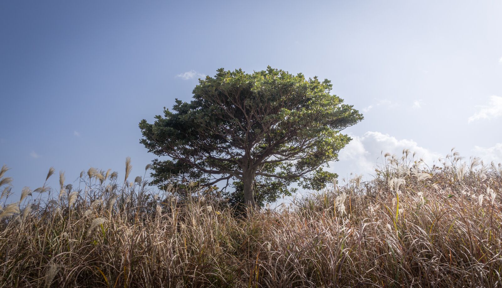 Sony Alpha NEX-5N sample photo. Wood, silver grass, autumn photography