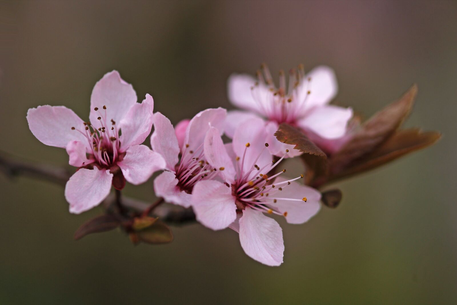 Canon EOS 1100D (EOS Rebel T3 / EOS Kiss X50) sample photo. Nature, blossom, spring photography