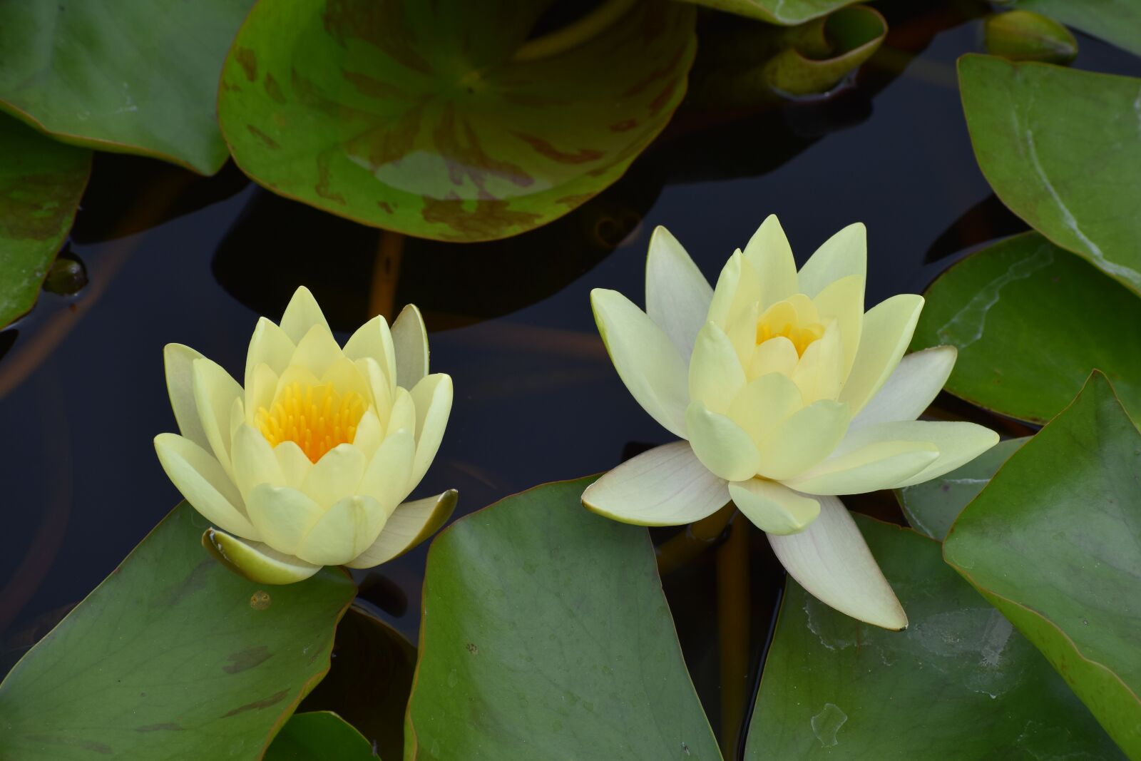 Nikon D3500 sample photo. Flowers, spring, flora photography