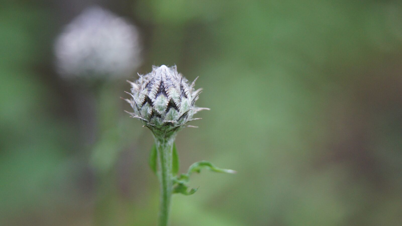 Sony SLT-A55 (SLT-A55V) + Sony DT 18-55mm F3.5-5.6 SAM sample photo. Thistle, wildflowers, flower photography