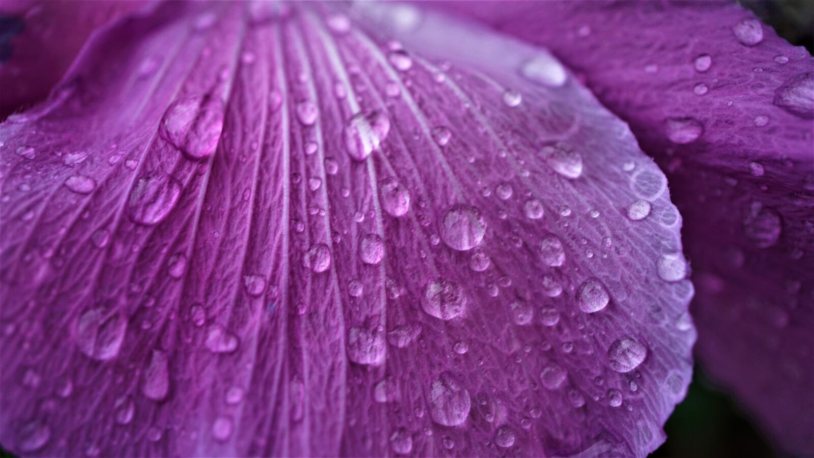 Sony E 30mm F3.5 Macro sample photo. Background, pattern, drop of photography