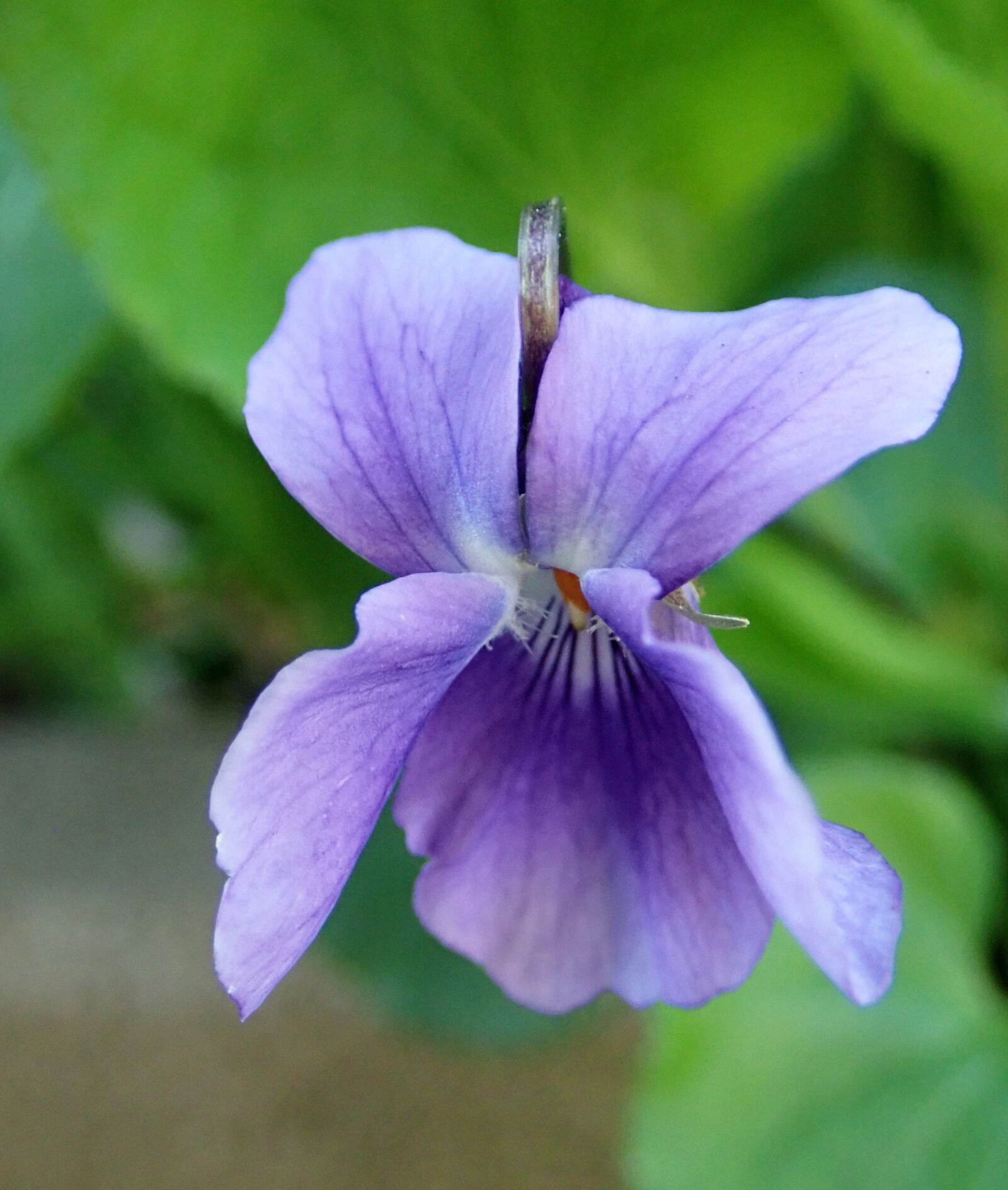 Olympus TG-5 sample photo. Flower, violet fragrant, plant photography