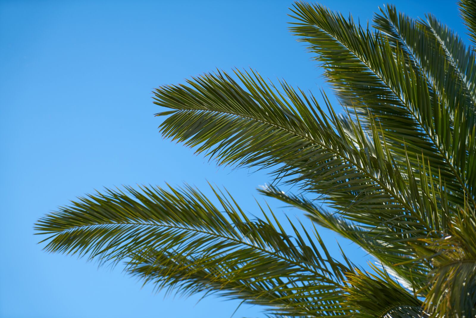 Sony a7R II sample photo. Palm, tree, palm tree photography