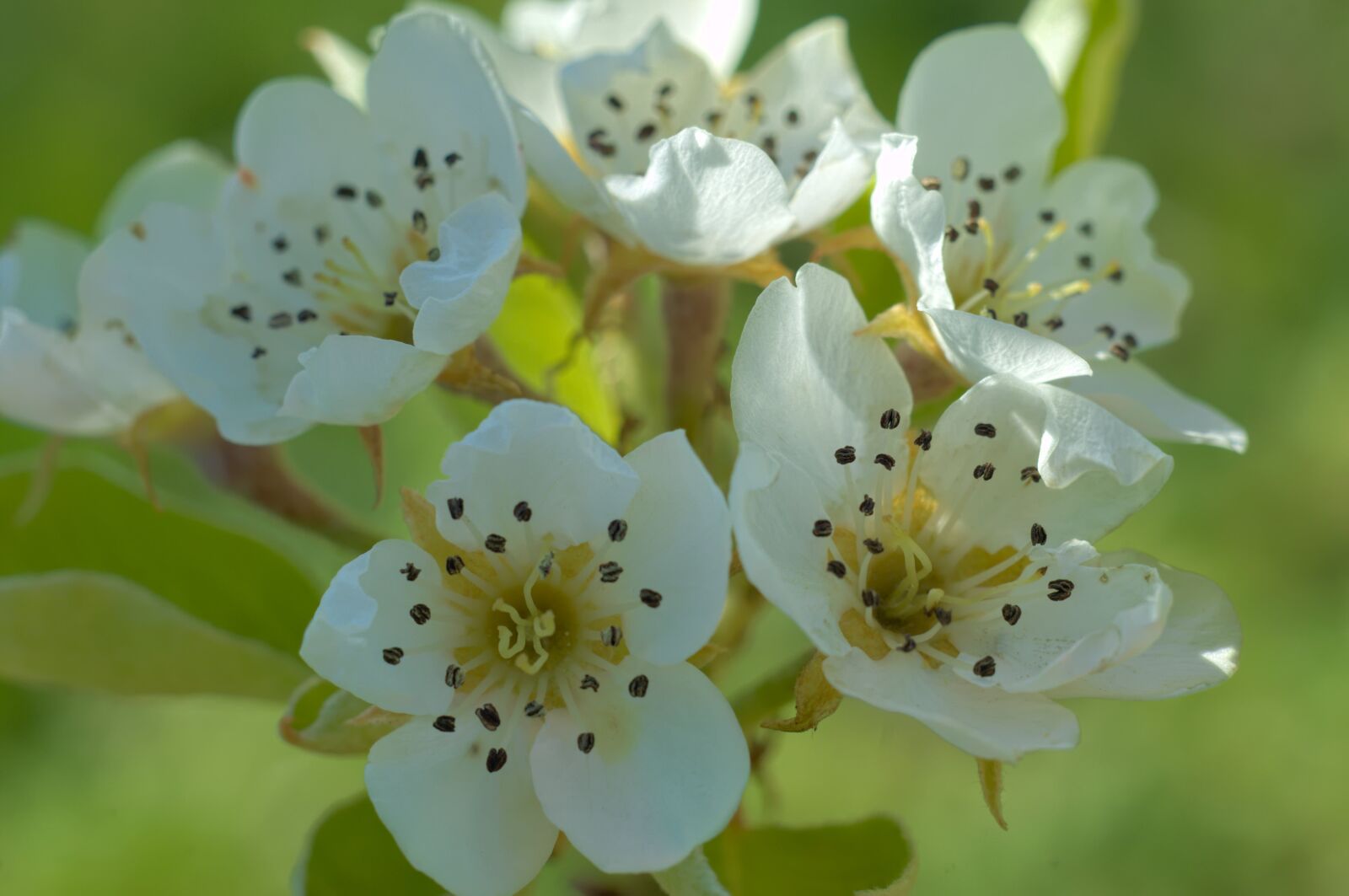 Nikon D2X sample photo. Peral, flower, spring photography