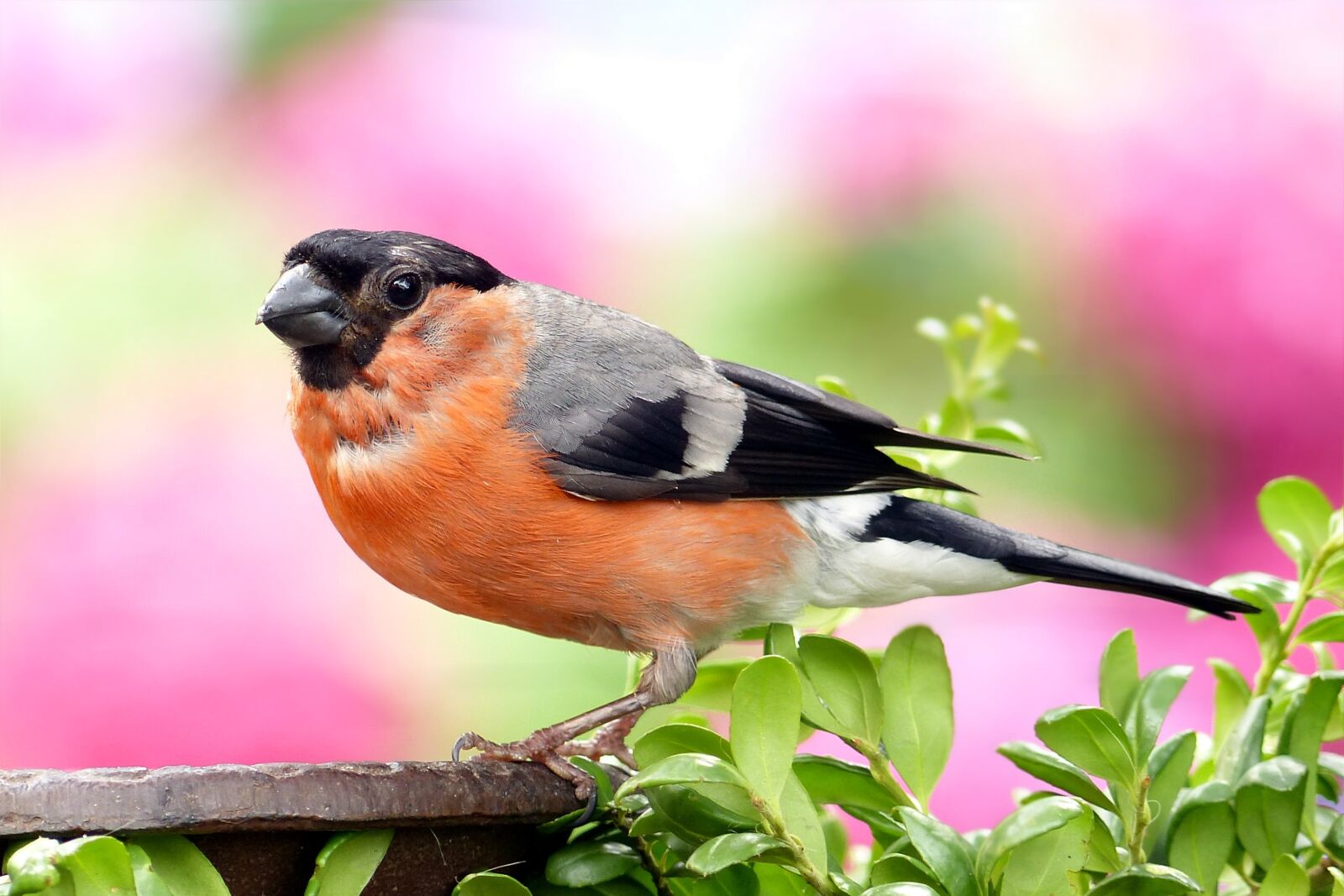 Panasonic Lumix DMC-FZ200 sample photo. Bullfinch, pyrrhula, bird photography