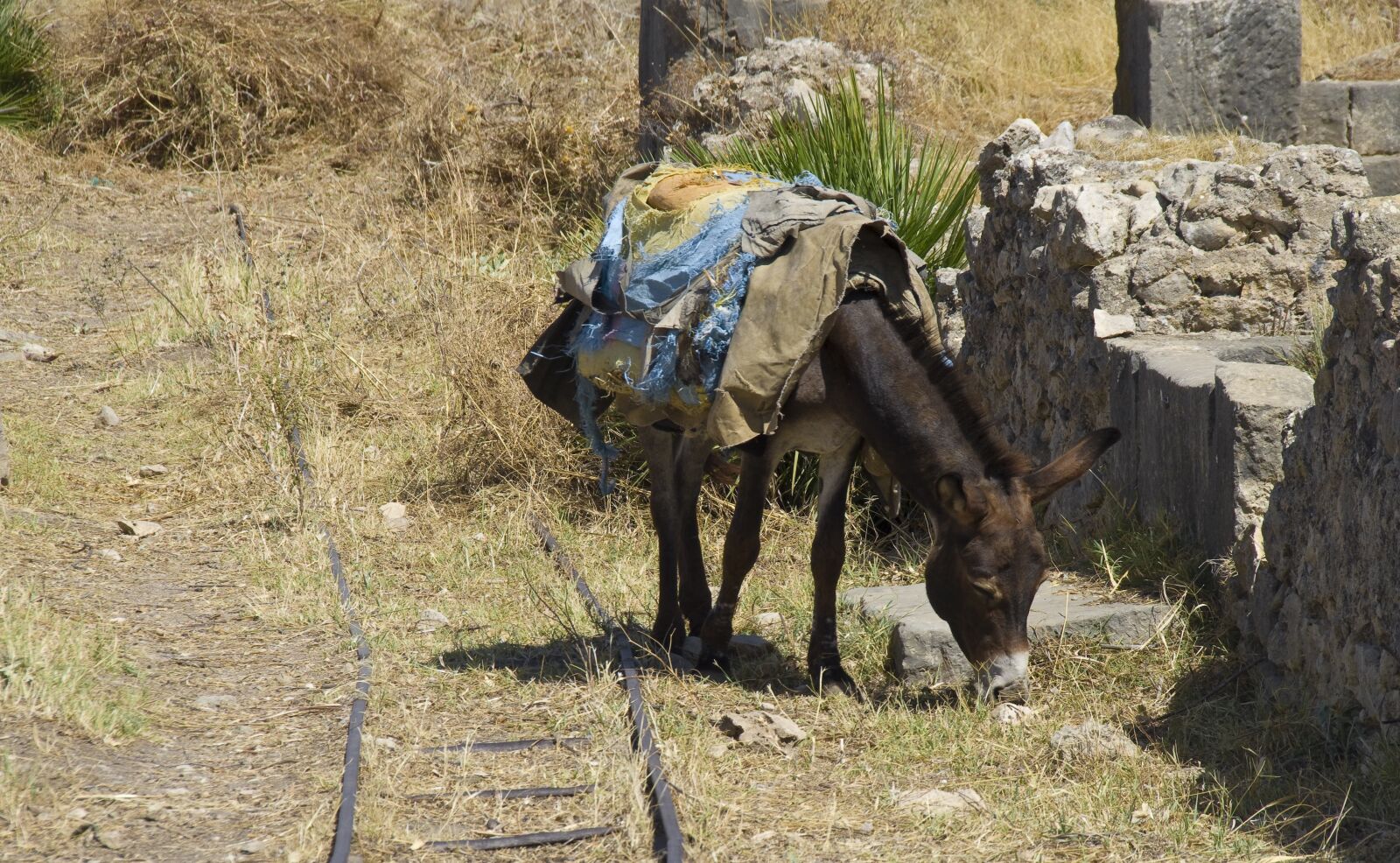 Pentax K-30 sample photo. Donkey, morocco, last animal photography