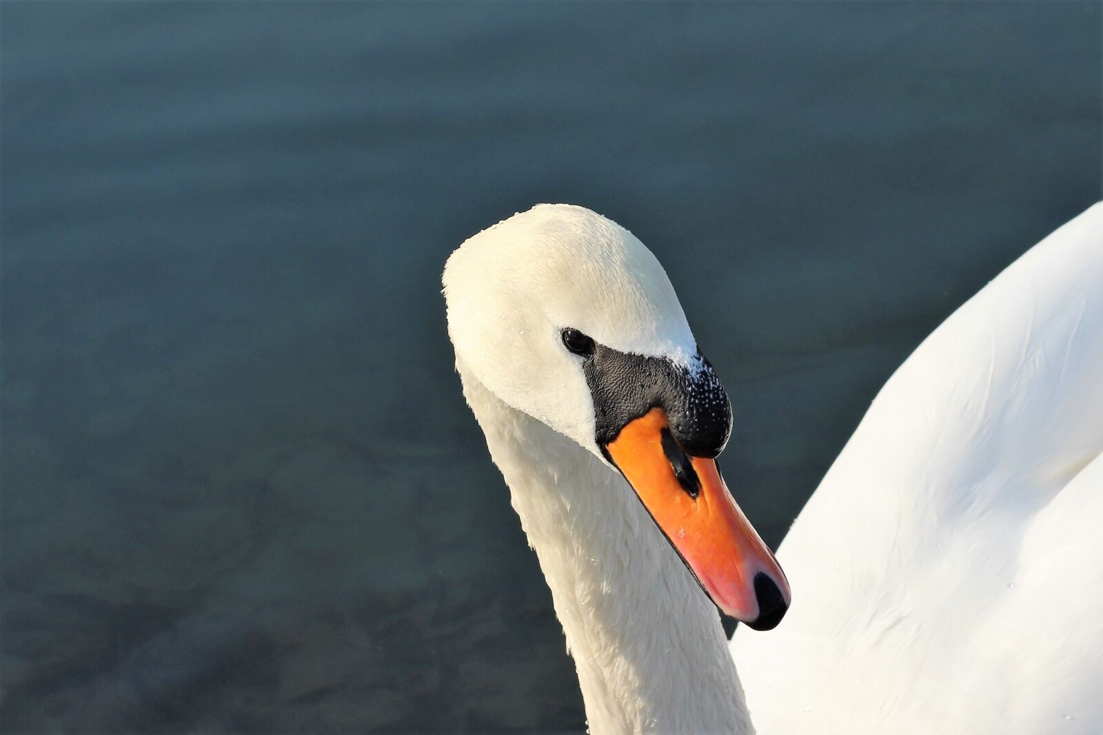 Canon EOS 600D (Rebel EOS T3i / EOS Kiss X5) + Canon EF 50mm F1.8 II sample photo. Curious white male swan photography