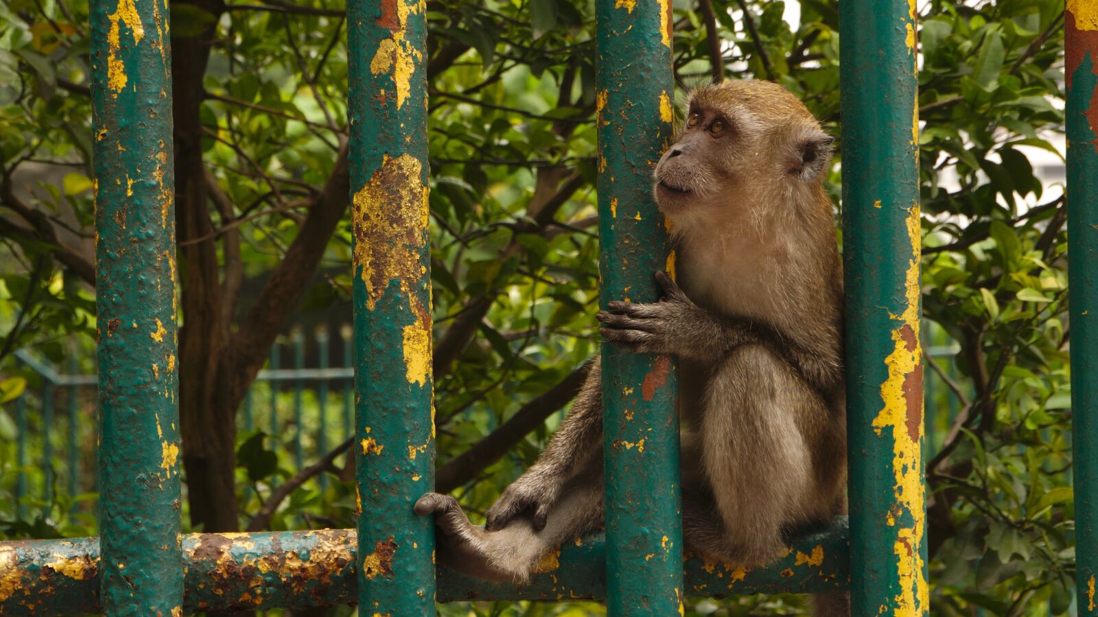 Panasonic Lumix DMC-G85 (Lumix DMC-G80) sample photo. Monkey, behind bars, malaysia photography