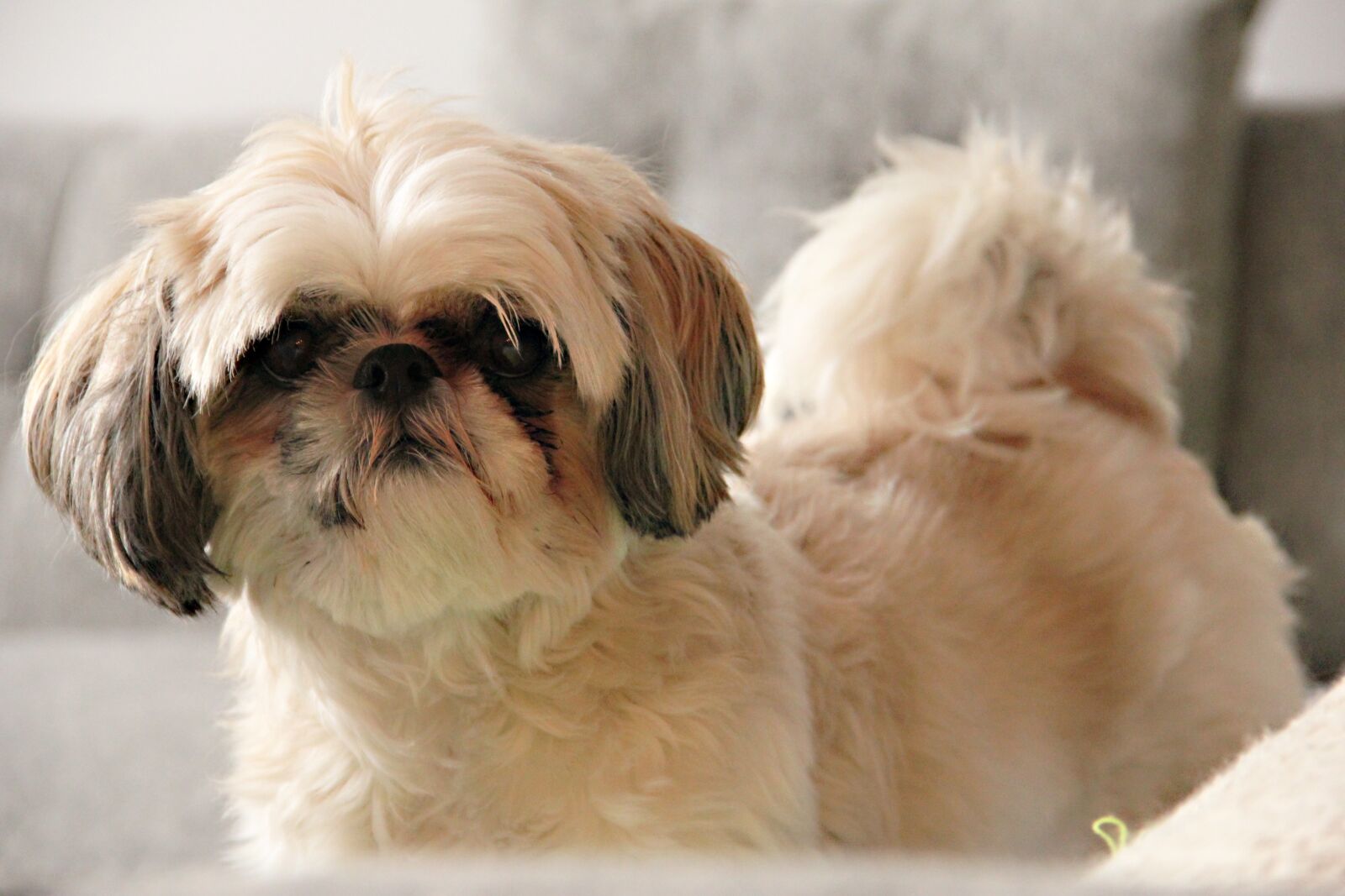 Canon EOS 550D (EOS Rebel T2i / EOS Kiss X4) sample photo. Dog, couch, hair photography