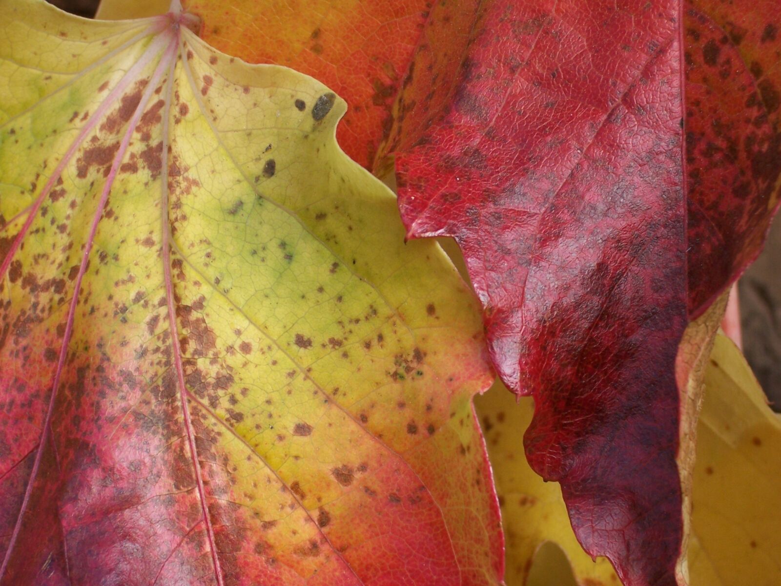 Kodak Z730 ZOOM DIGITAL CAMERA sample photo. Golden october, leaves, autumn photography