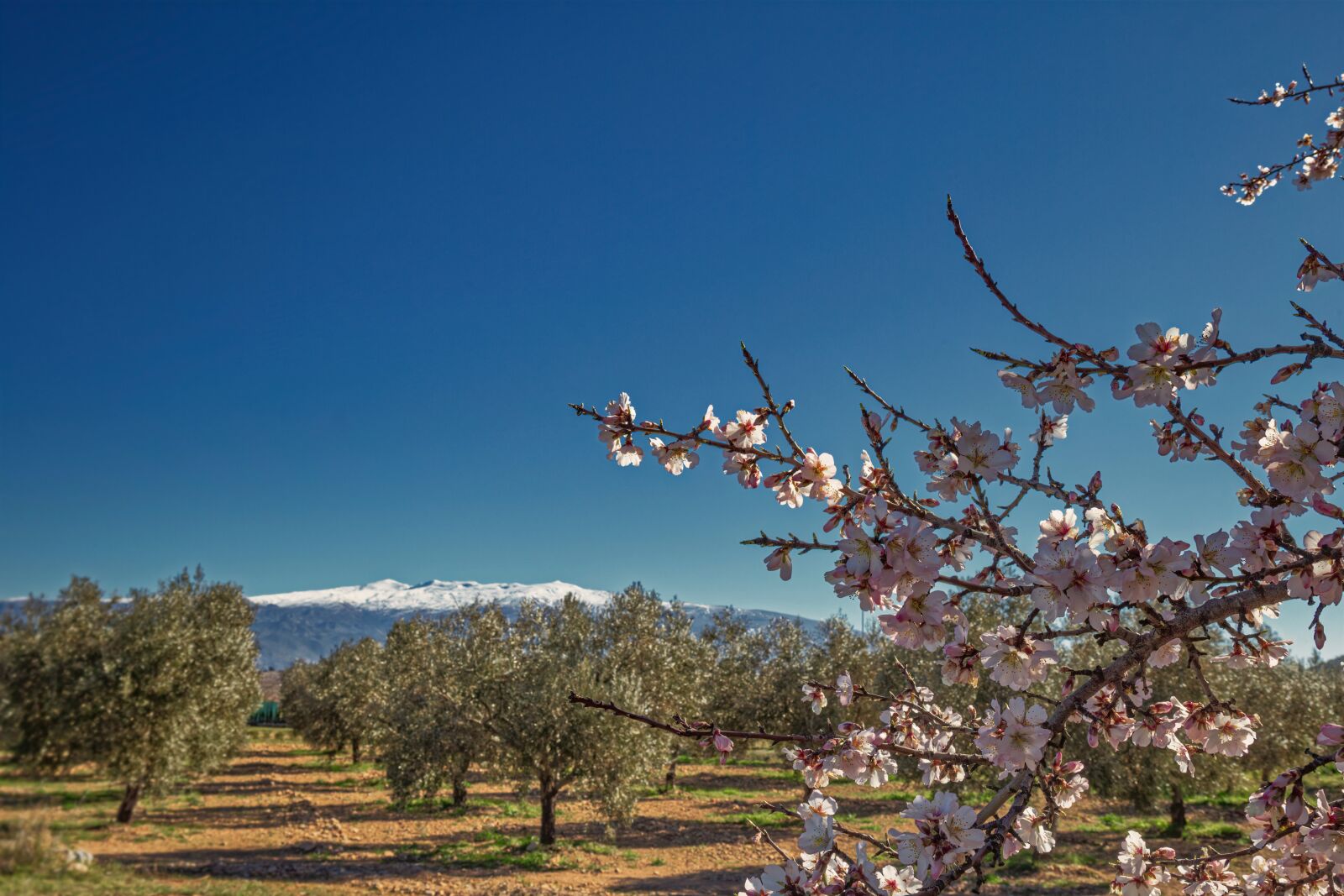 Canon EOS 6D sample photo. Cherry, blossom, sakura photography