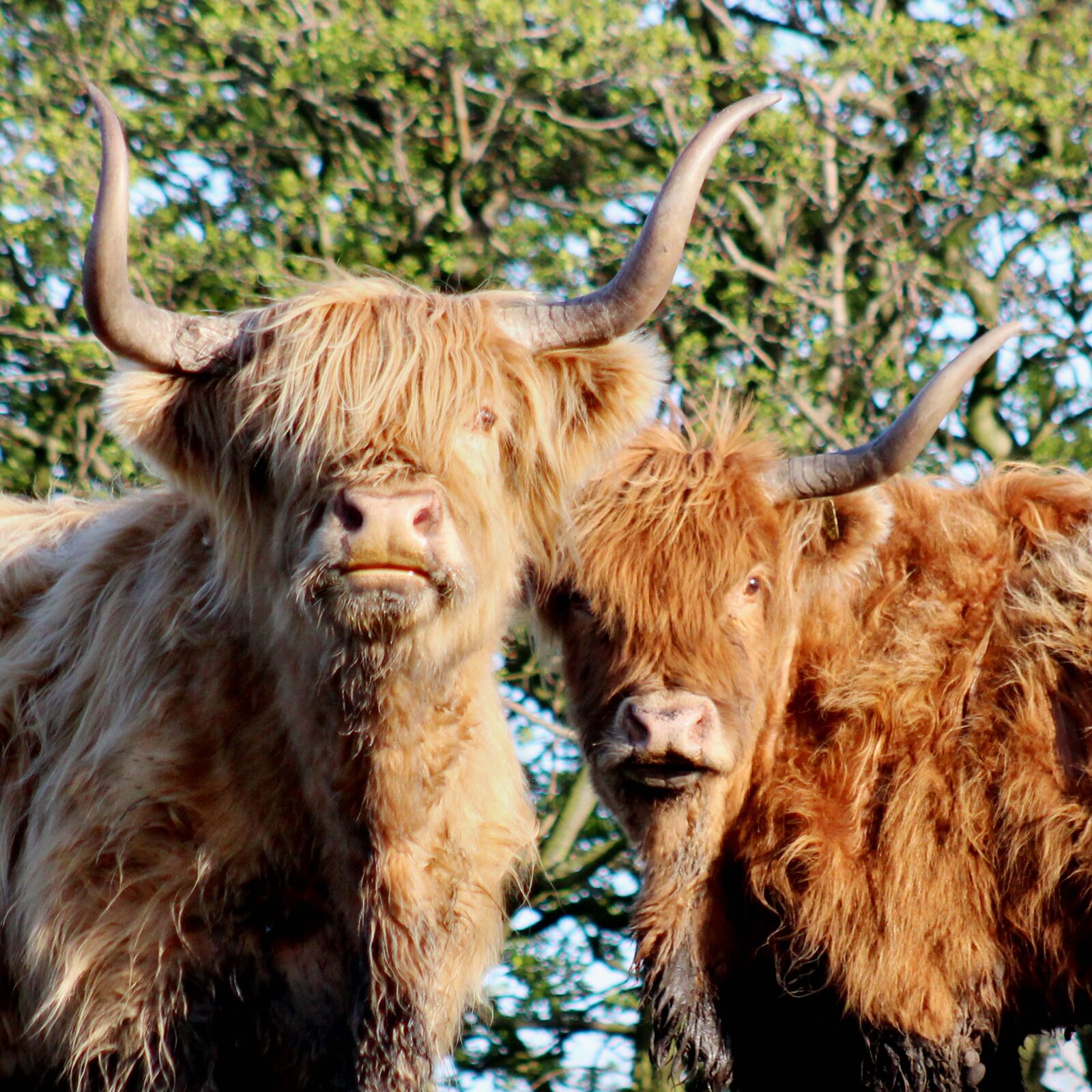 Canon EOS 1200D (EOS Rebel T5 / EOS Kiss X70 / EOS Hi) + EF75-300mm f/4-5.6 sample photo. Highland, cow, cattle photography