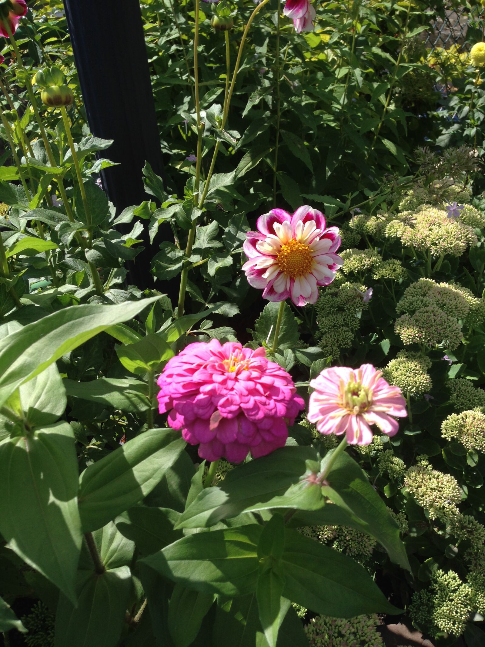 iPhone 5 back camera 4.12mm f/2.4 sample photo. Flowers, pink, zinnia photography