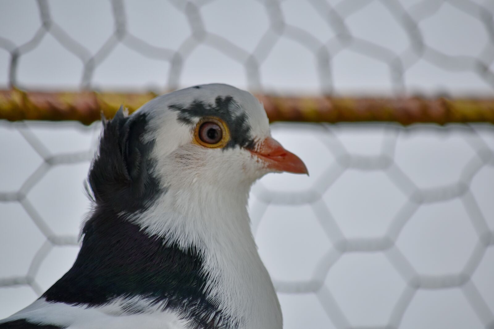 Nikon D5500 sample photo. Cage, pigeon, beak, bird photography