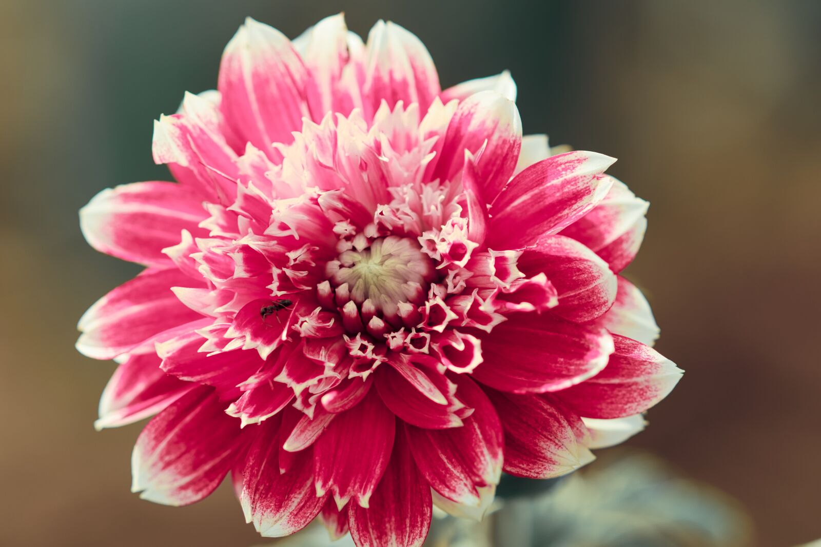 Canon EOS 200D (EOS Rebel SL2 / EOS Kiss X9) sample photo. Dahlia, flower, blossom photography
