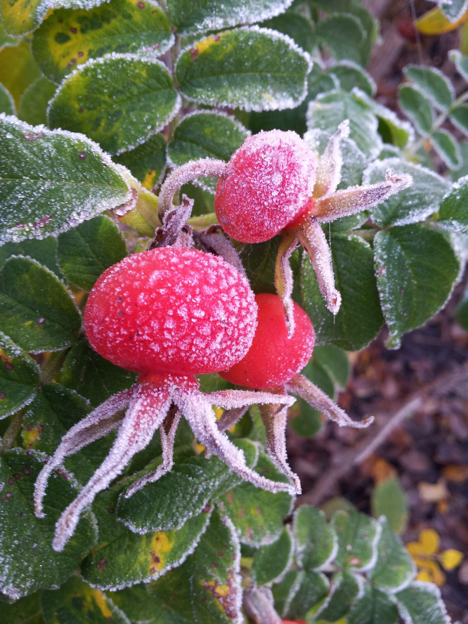 Samsung Galaxy S2 sample photo. Berry, winter is coming photography