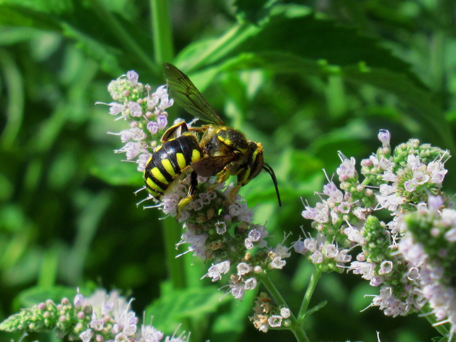 Canon PowerShot SX620 HS sample photo. Flower, bee, pollination photography