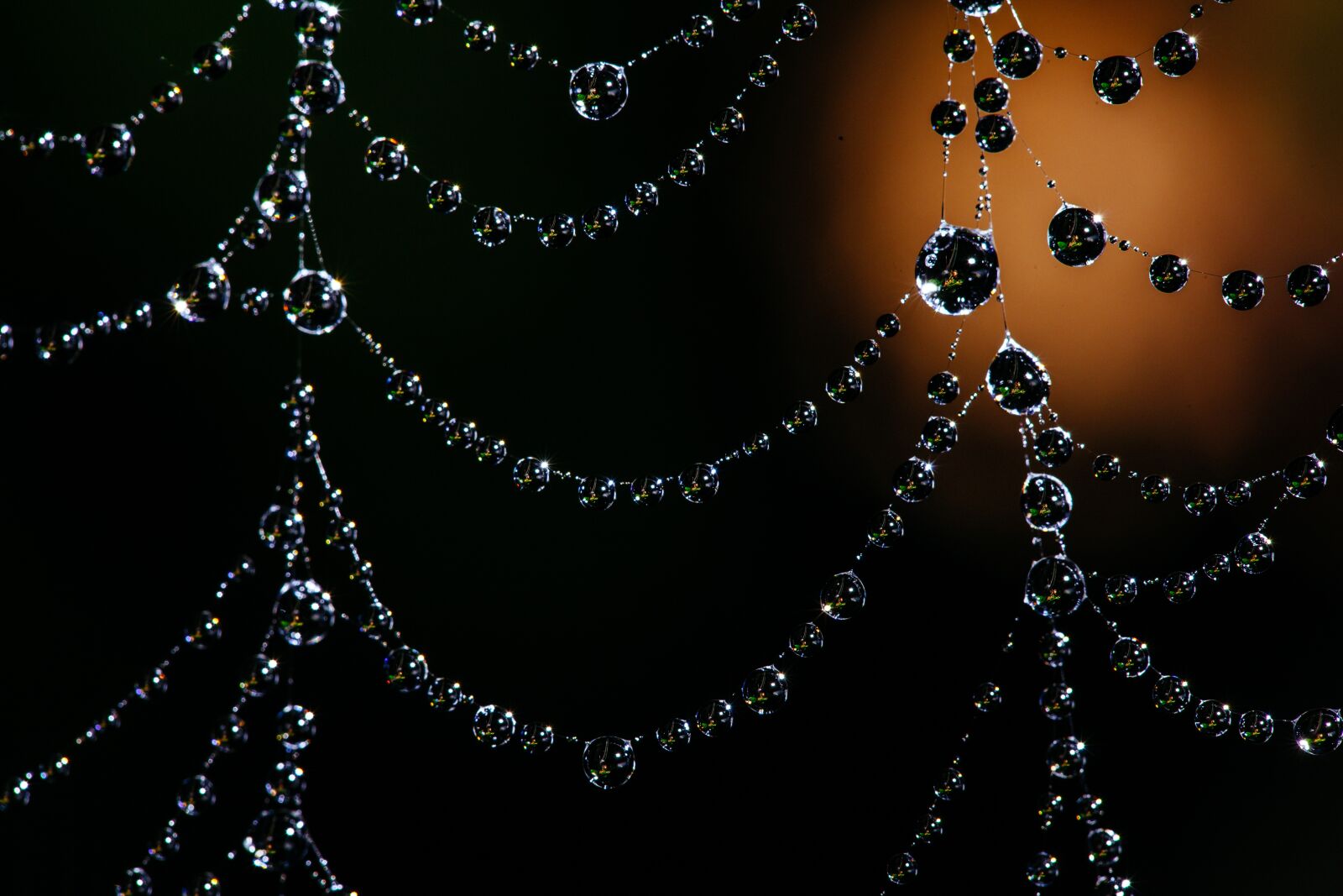 Canon EOS 5D Mark II sample photo. Spider web, bokeh, dew photography