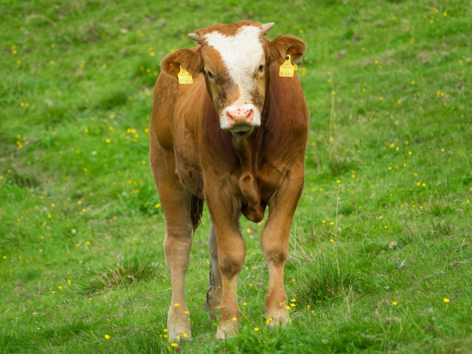Sony Cyber-shot DSC-RX10 III sample photo. Cow, calf, stand photography
