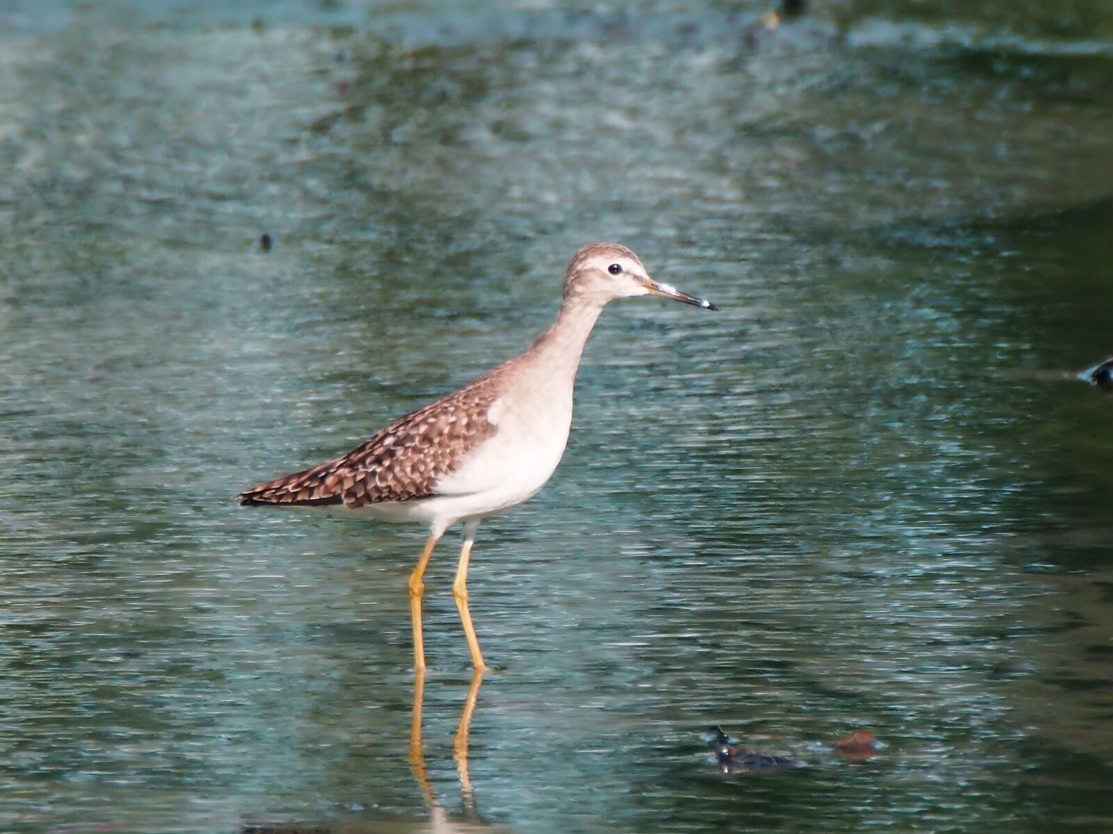 Olympus OM-D E-M1 sample photo. Wood sandpiper, migratory bird photography