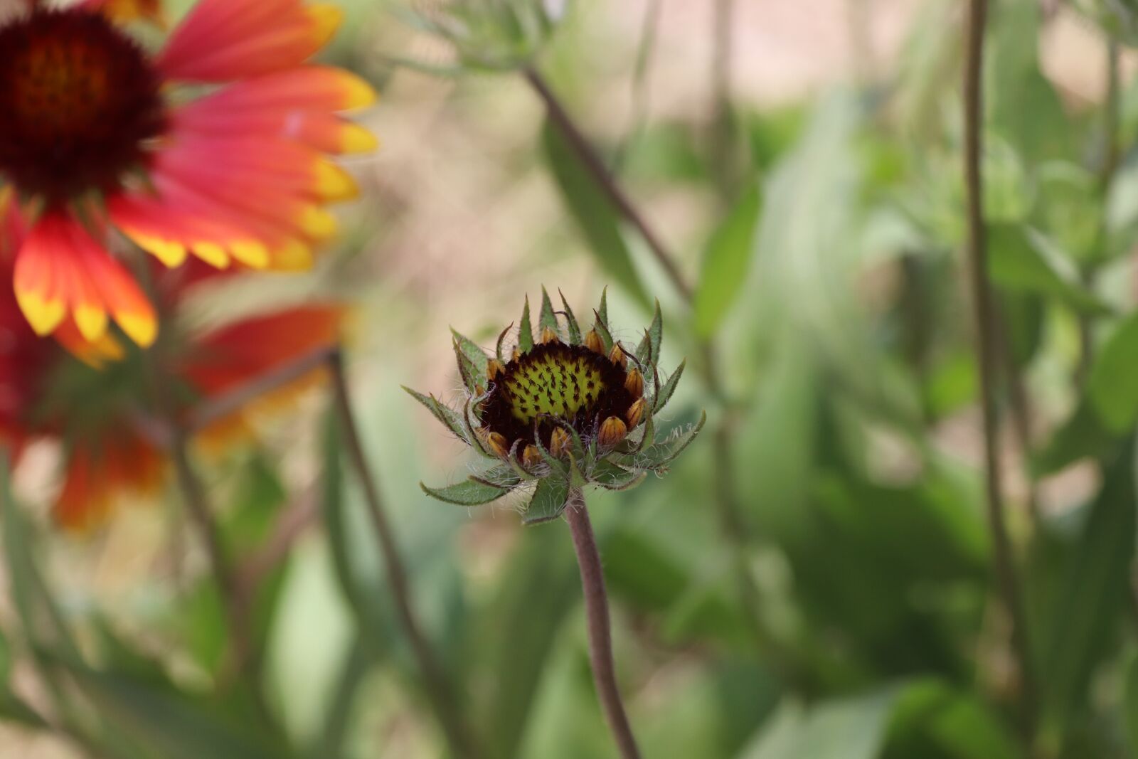 Canon EOS 800D (EOS Rebel T7i / EOS Kiss X9i) sample photo. Flowers, wallpaper, nature photography