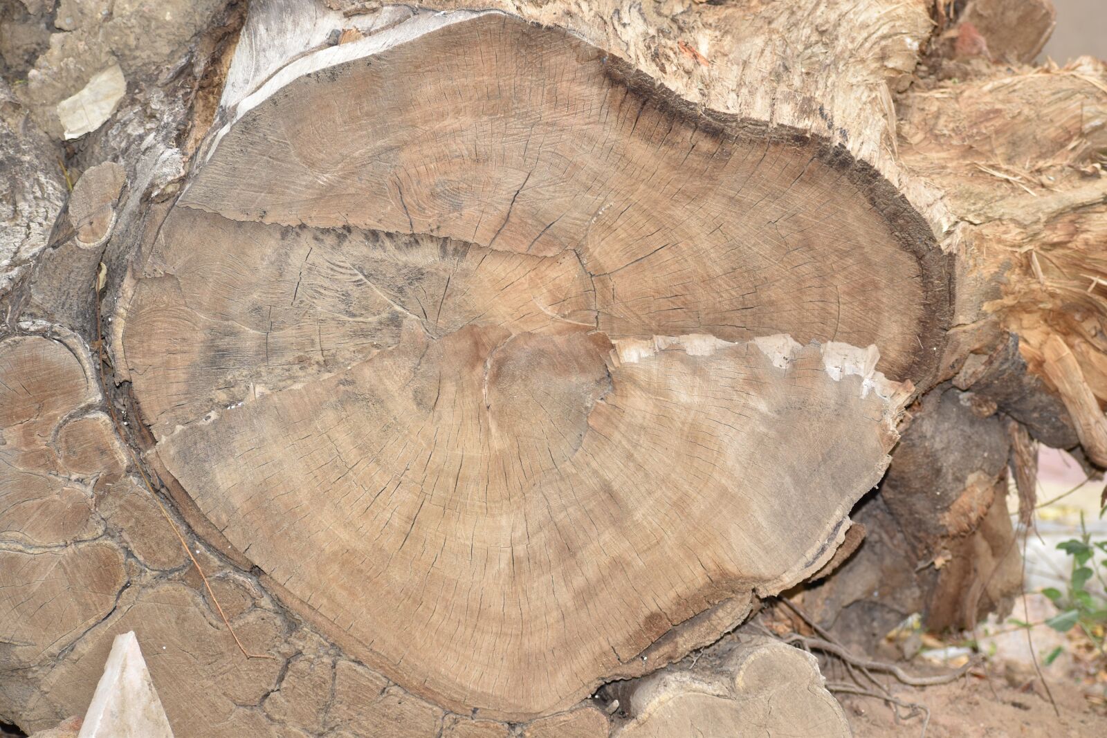 Nikon D5600 sample photo. Trunk, wood, old photography