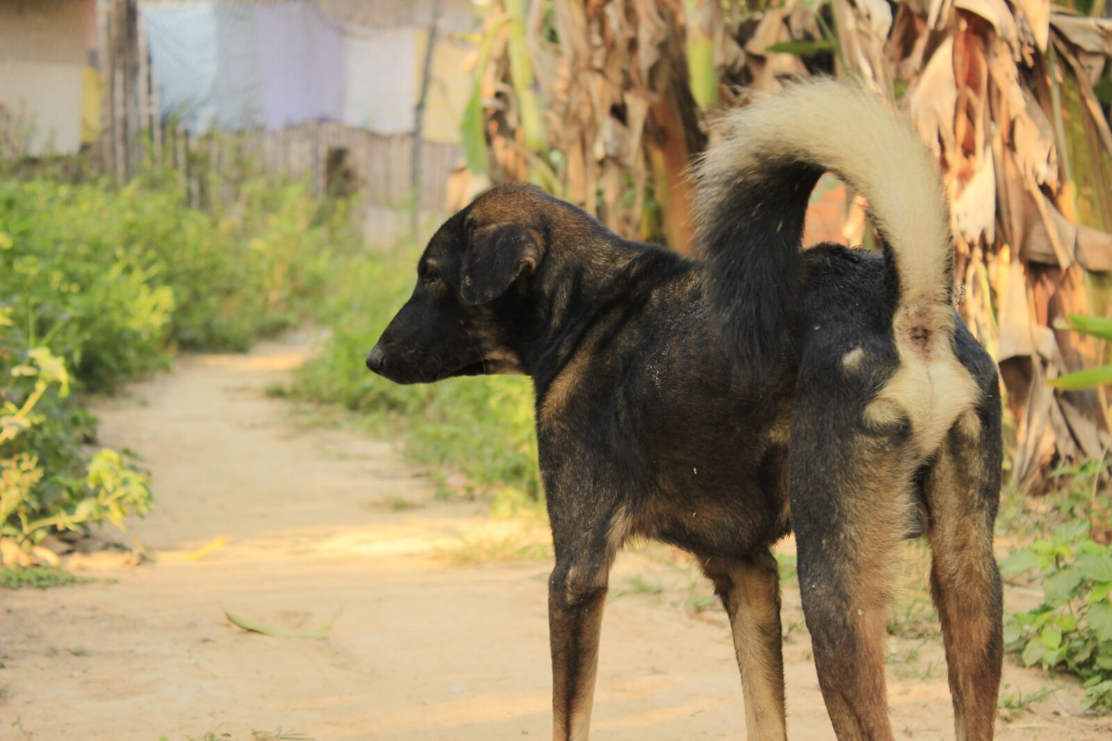 Canon EOS 600D (Rebel EOS T3i / EOS Kiss X5) sample photo. Dog, cambodia, asian photography