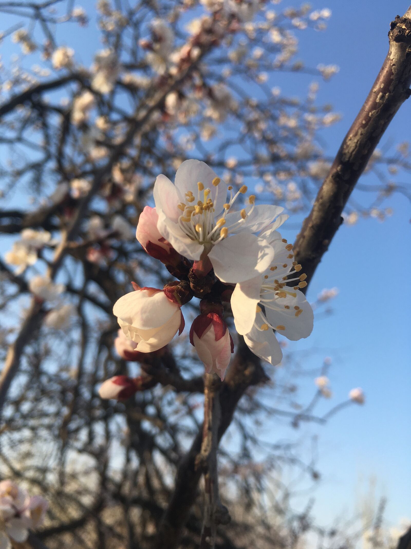 iPhone SE back camera 4.15mm f/2.2 sample photo. Spring, flower, peach blossom photography
