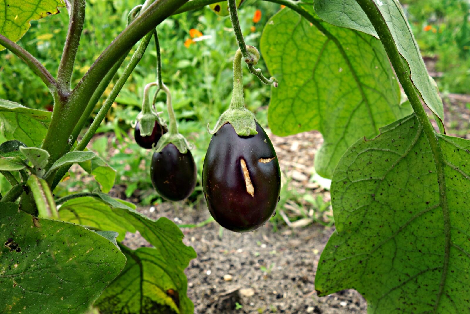 Sony Cyber-shot DSC-RX100 sample photo. Eggplant, aubergine, vegetable photography