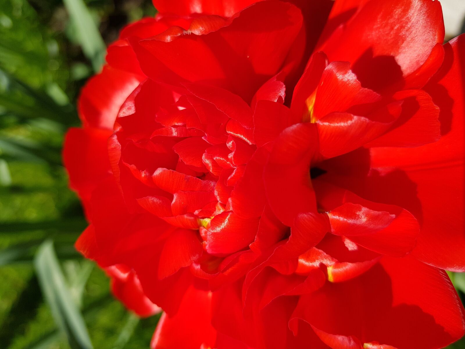 Samsung Galaxy S8+ sample photo. Flower, nature, flora photography