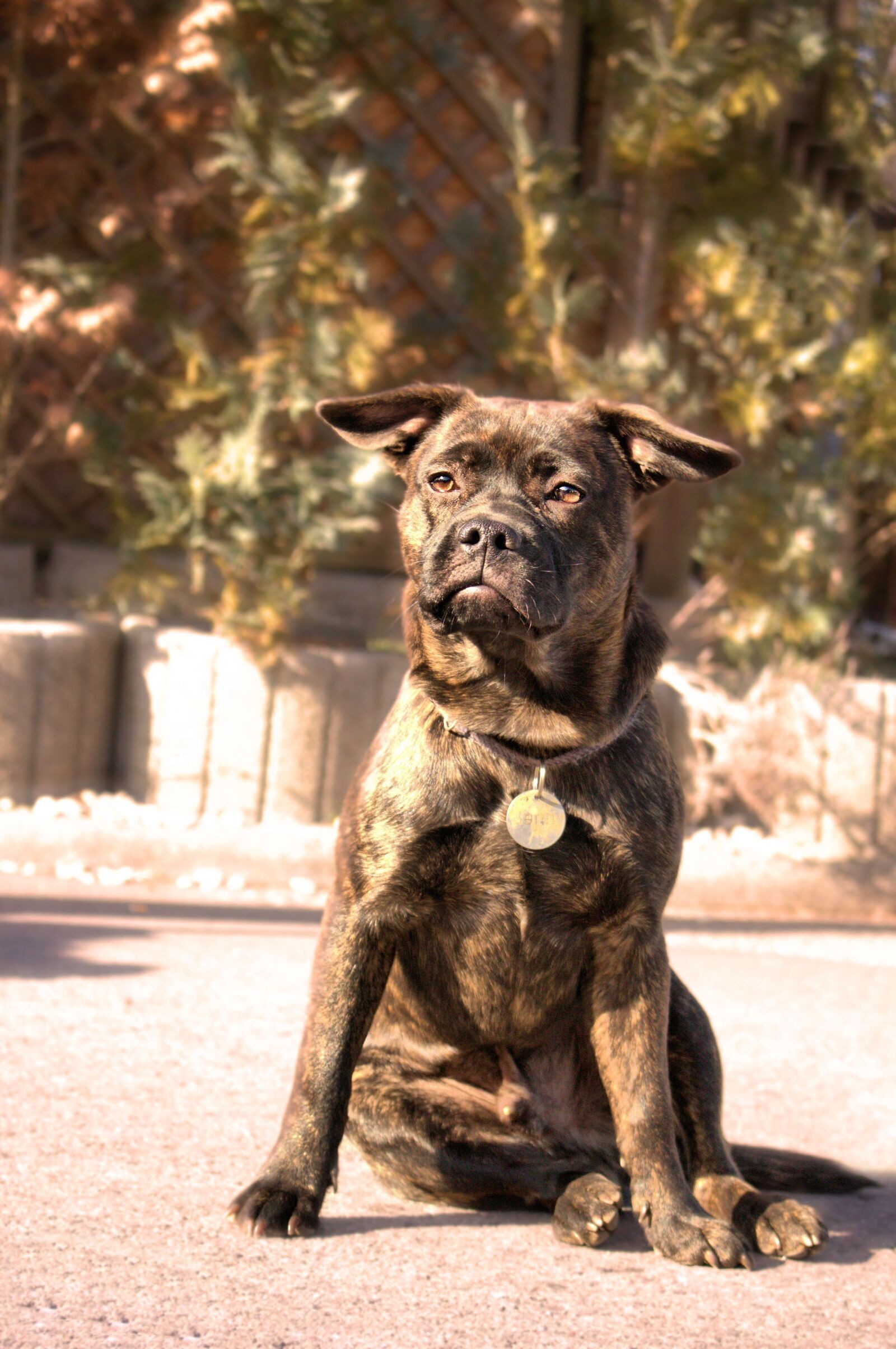 Canon EOS 700D (EOS Rebel T5i / EOS Kiss X7i) sample photo. Dog, animal, pet photography