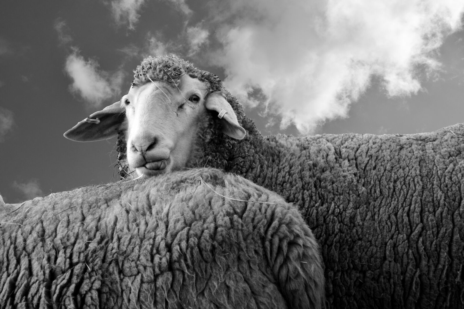 Nikon D3300 sample photo. Sheep, view, animal photography