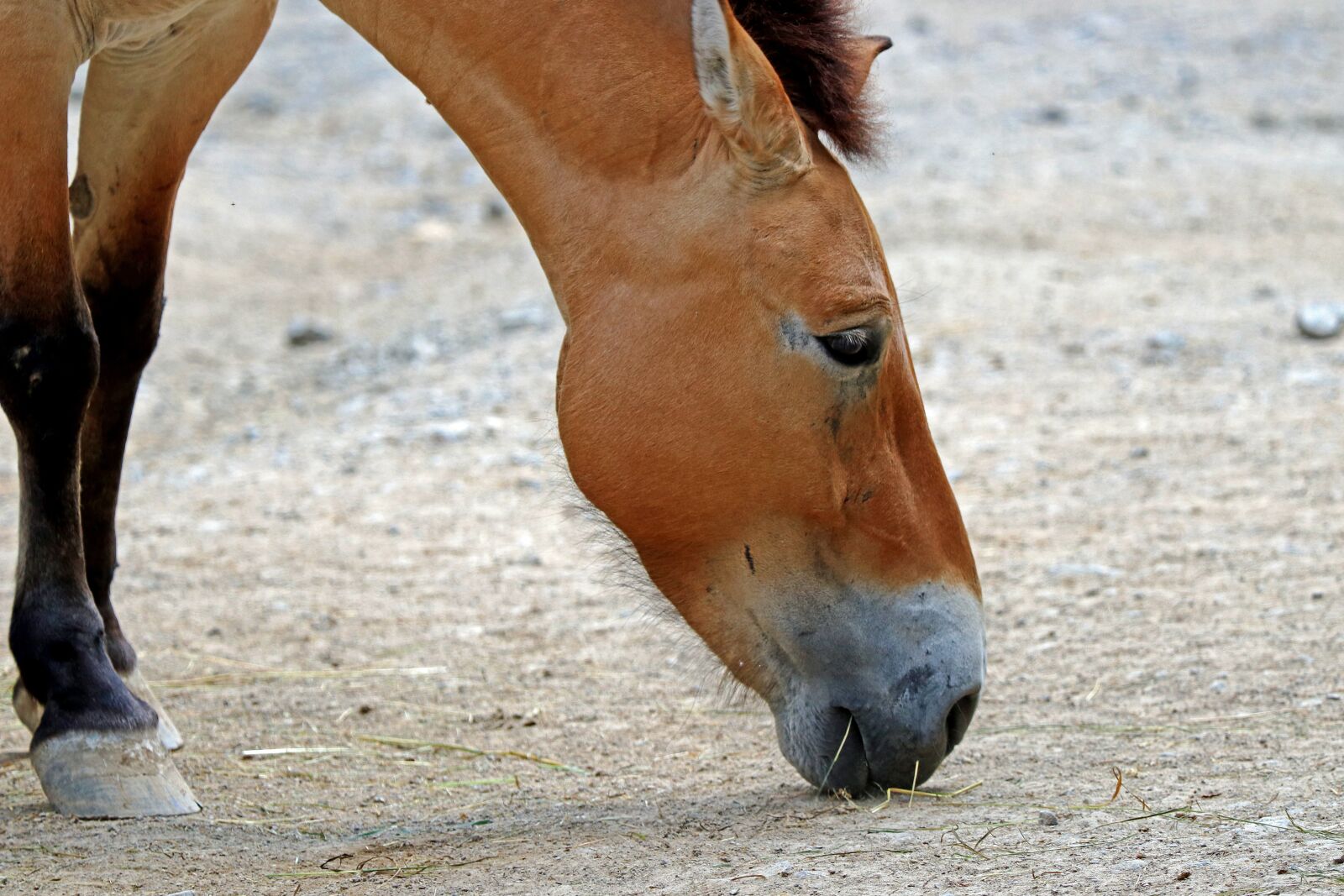 Canon EOS 80D sample photo. Horse, wild horse, animals photography