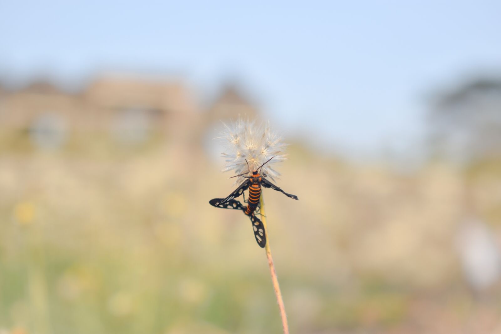 Nikon D3400 sample photo. Insect, garden, bee photography