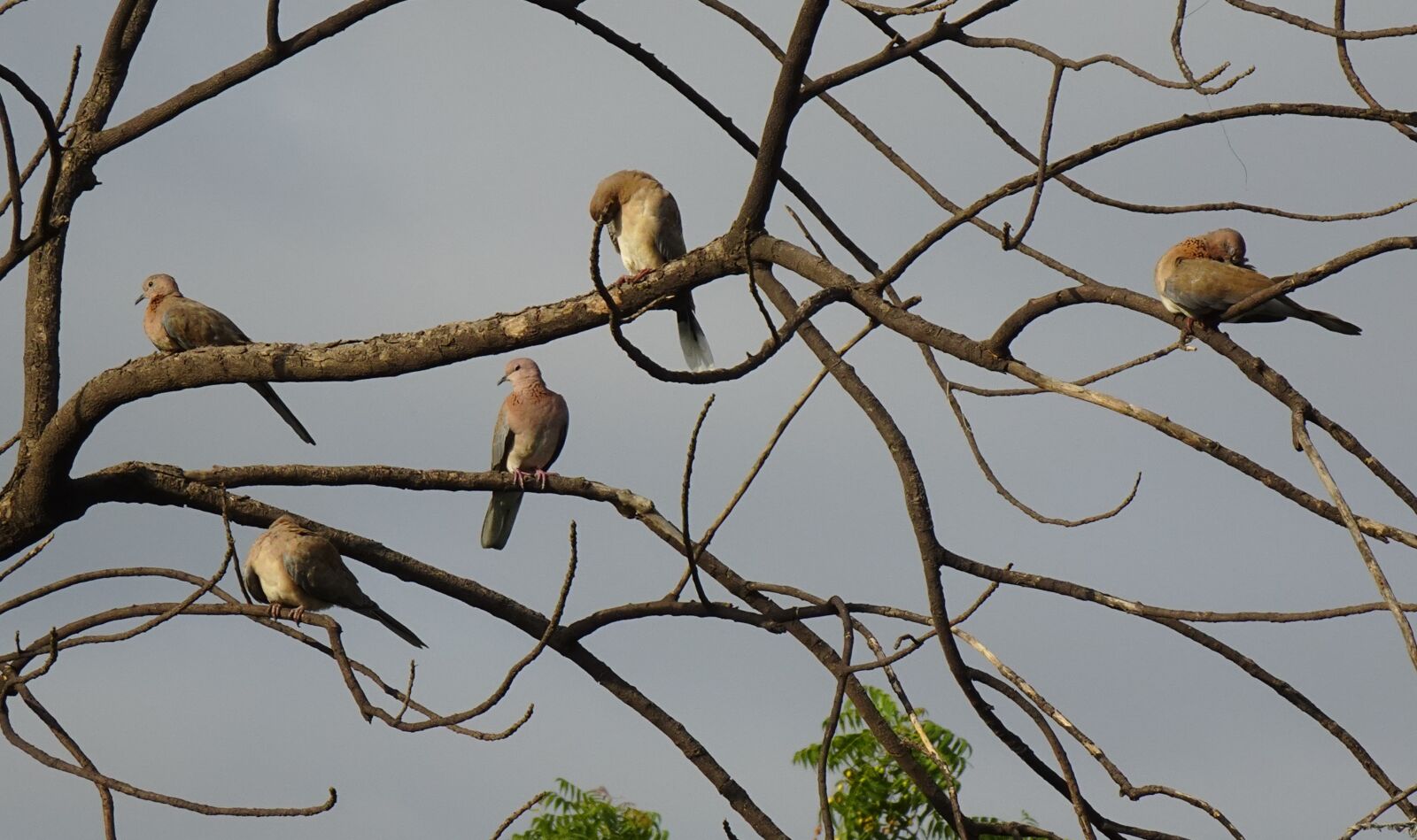 Sony DSC-WX800 sample photo. Dove, bird, laughing dove photography
