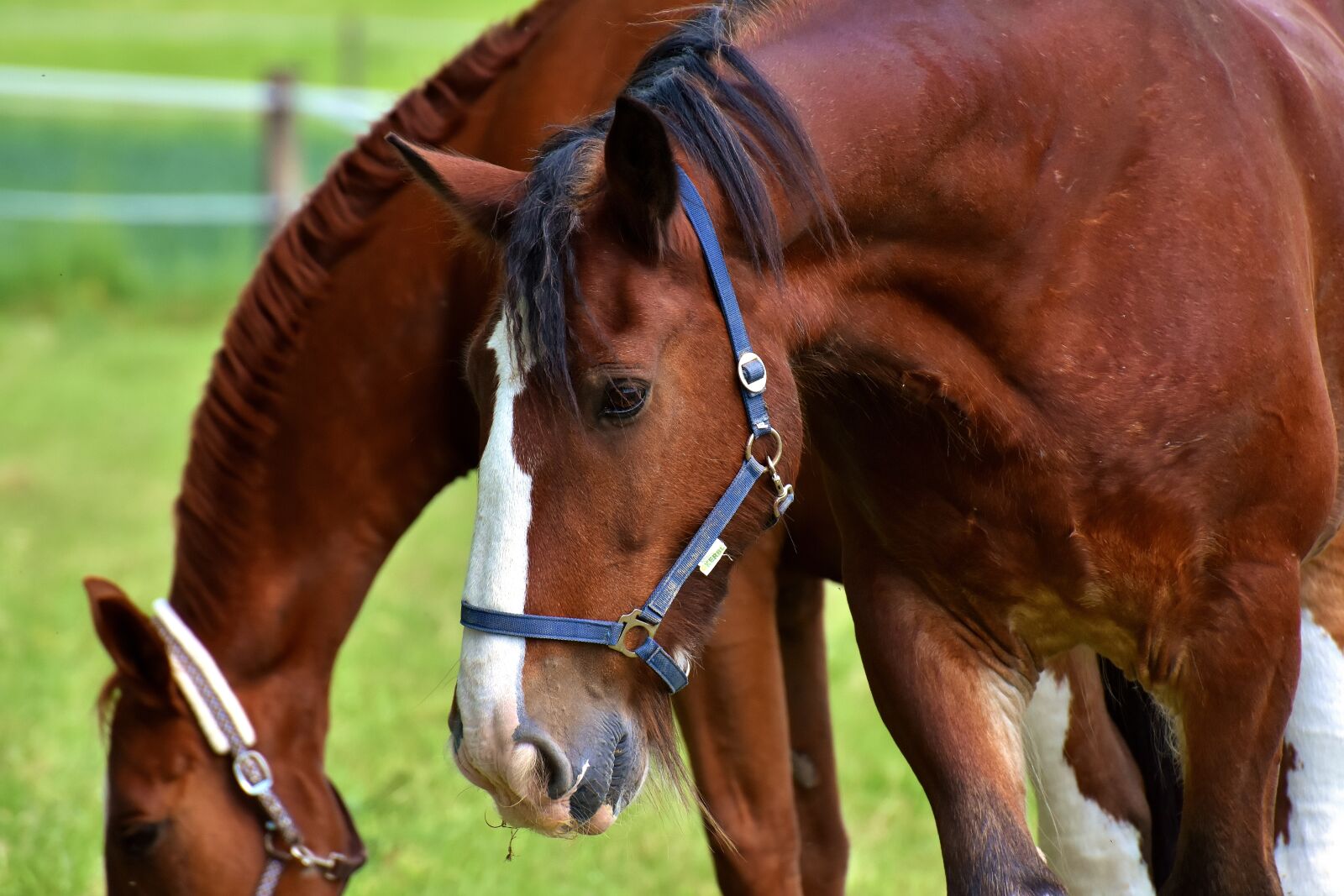 Nikon D7200 sample photo. Horses, coupling, for two photography
