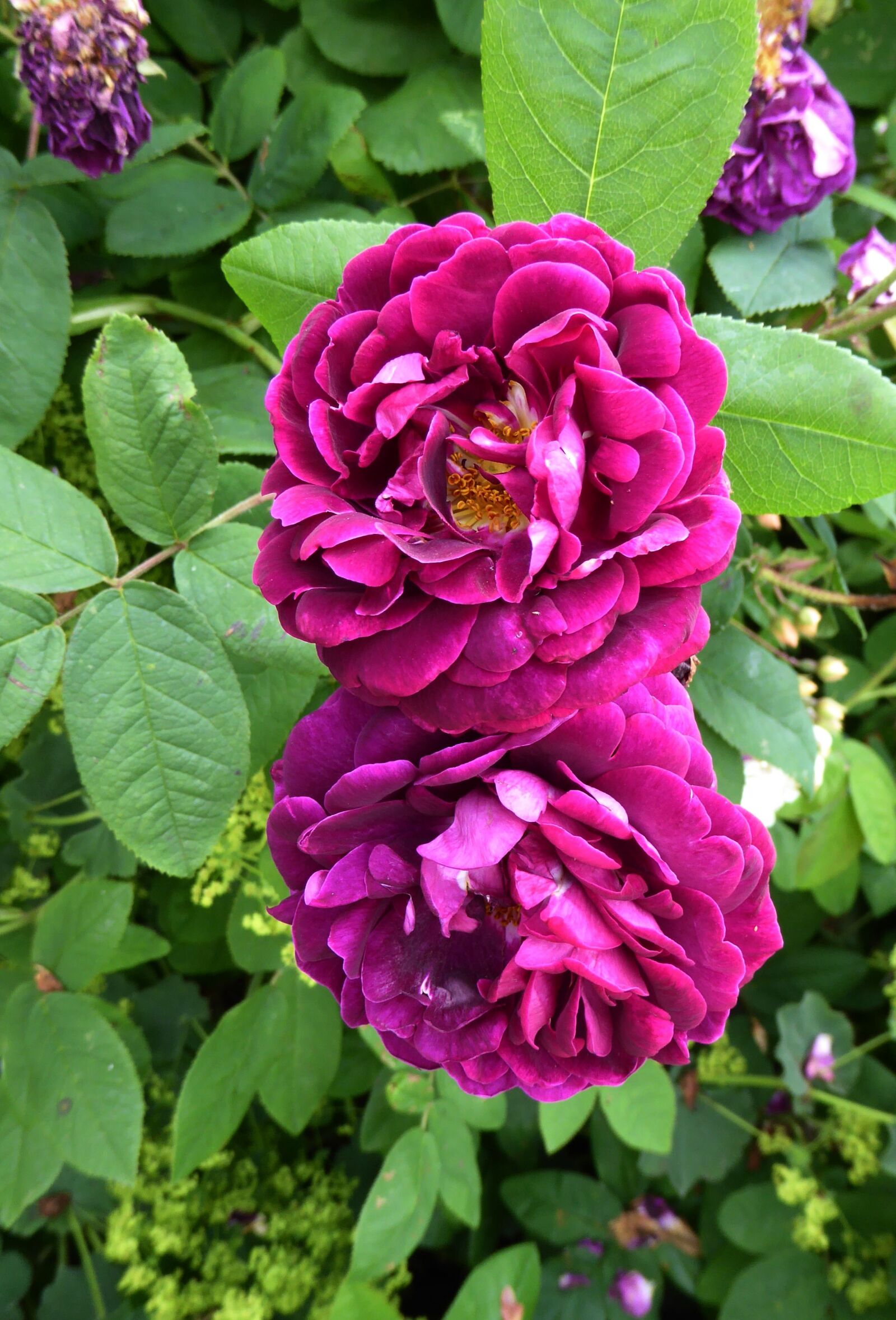 Panasonic DMC-TZ61 sample photo. Fragrant roses, purple, garden photography