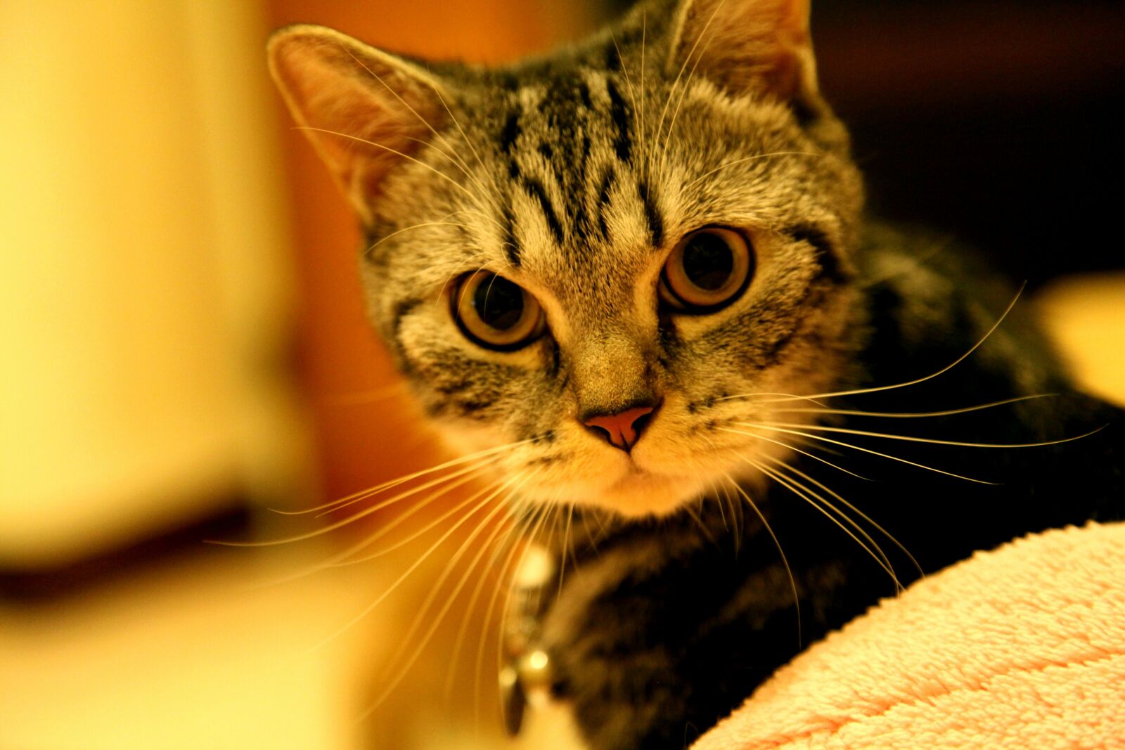 Canon EOS 5D Mark II sample photo. Short hair, cat, pet photography