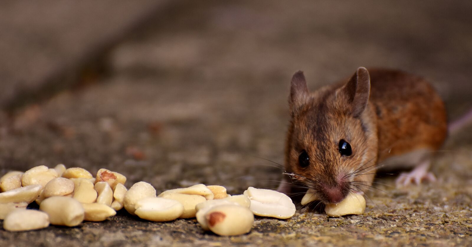 Nikon D7200 sample photo. Wood mouse, nager, cute photography