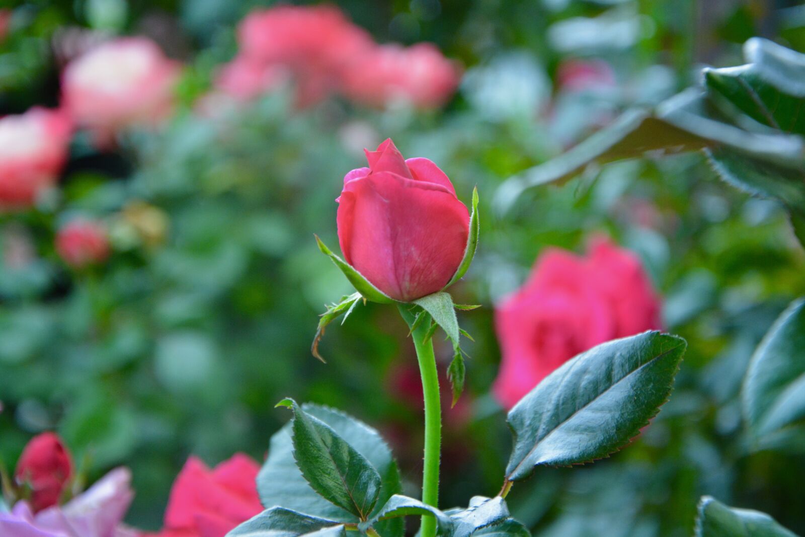 Nikon D5200 sample photo. Flower, pink button rose photography