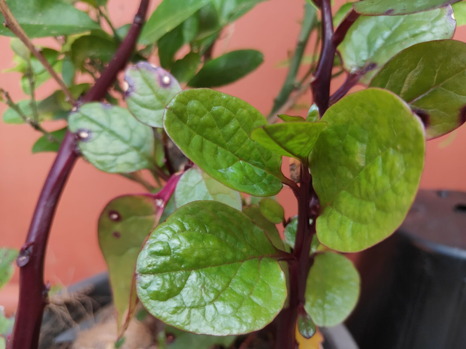 Realme 3 PRO sample photo. Green, leaves, food photography