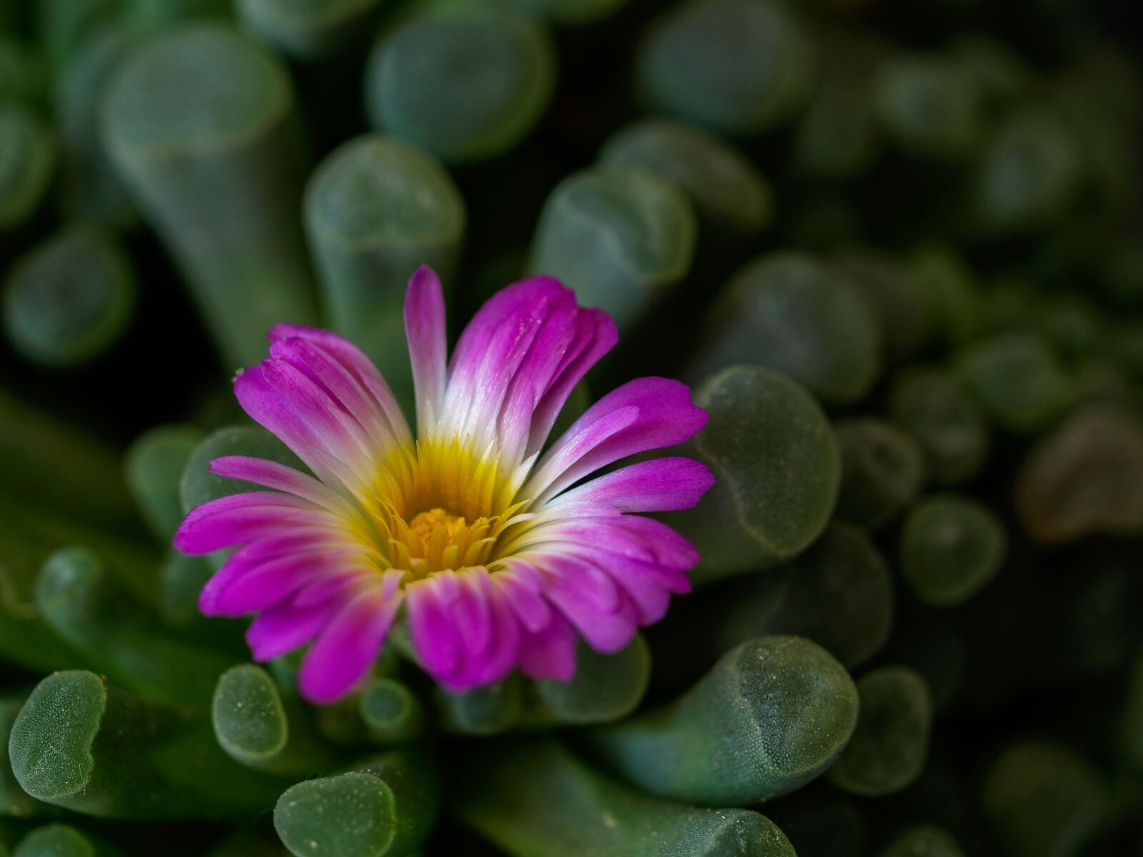 Olympus E-500 (EVOLT E-500) sample photo. Sukulent, flower, pink photography
