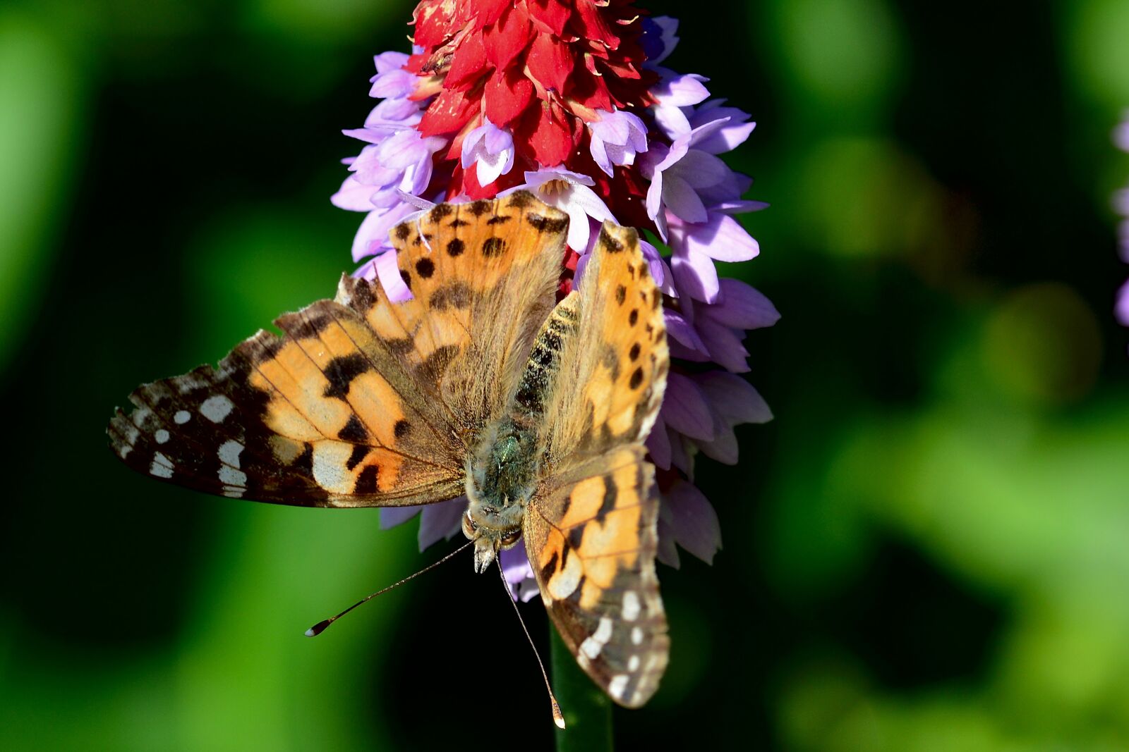 Nikon D5200 sample photo. Butterfly, little fox, butterflies photography