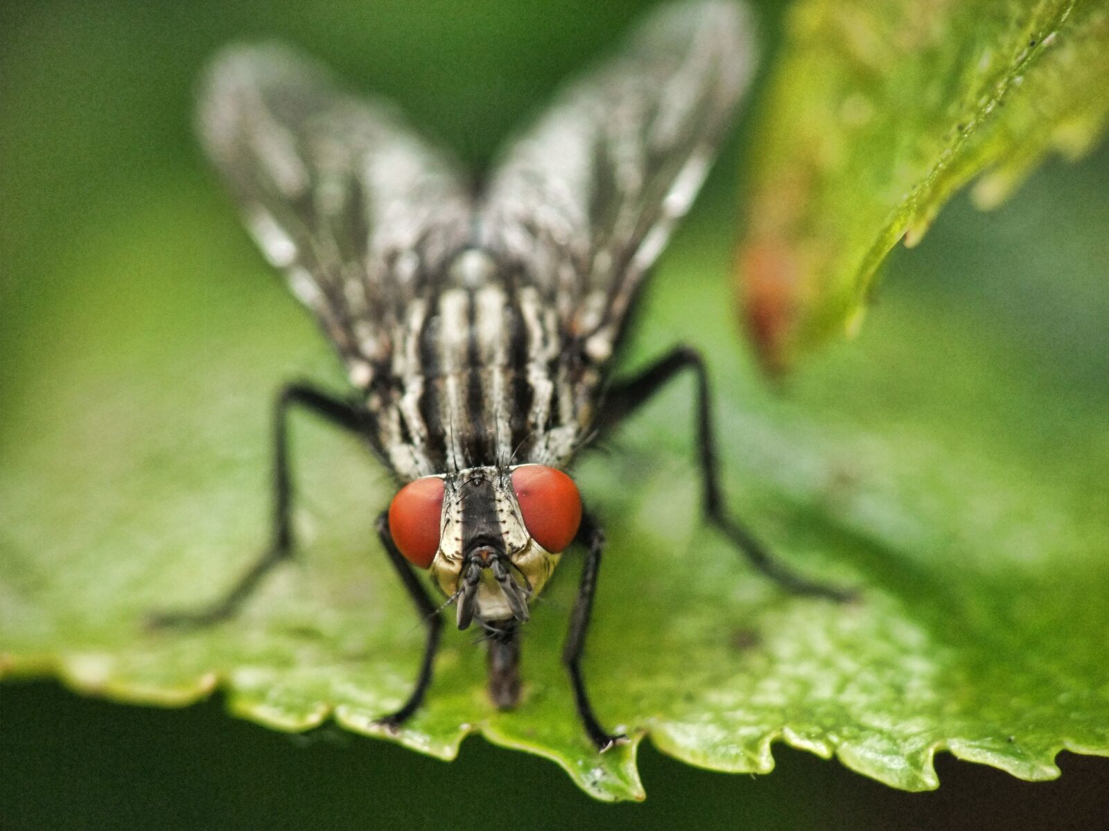 FujiFilm FinePix S200EXR (FinePix S205EXR) sample photo. Horsefly, manure, farm photography