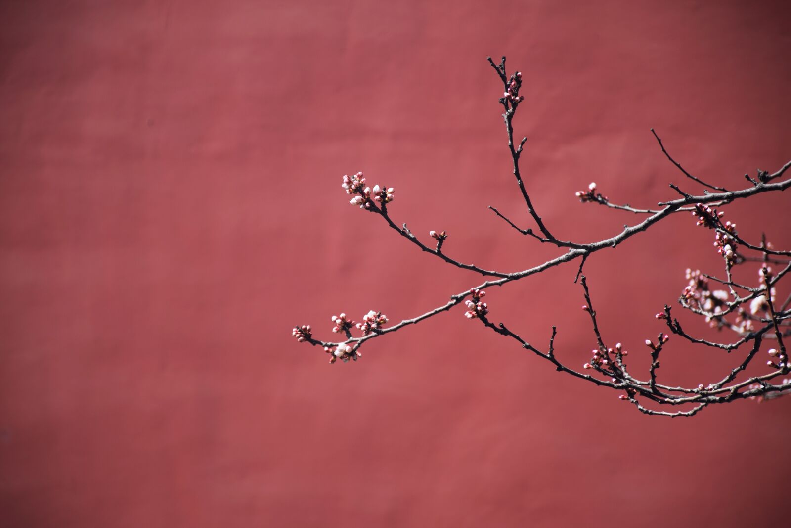 Nikon D3300 sample photo. Red, plum blossom, the photography