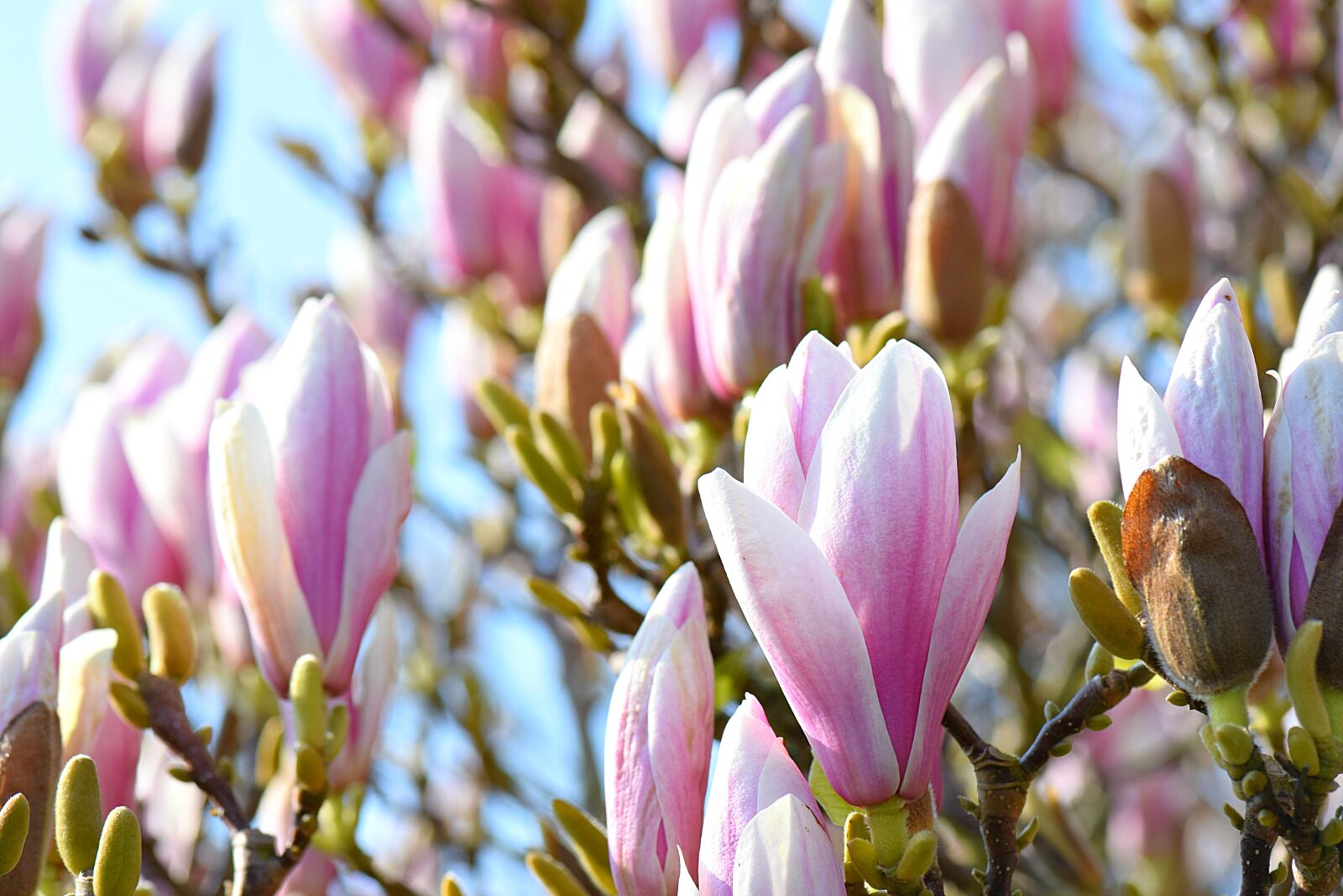 Nikon D5300 sample photo. Magnolia, tree, spring photography